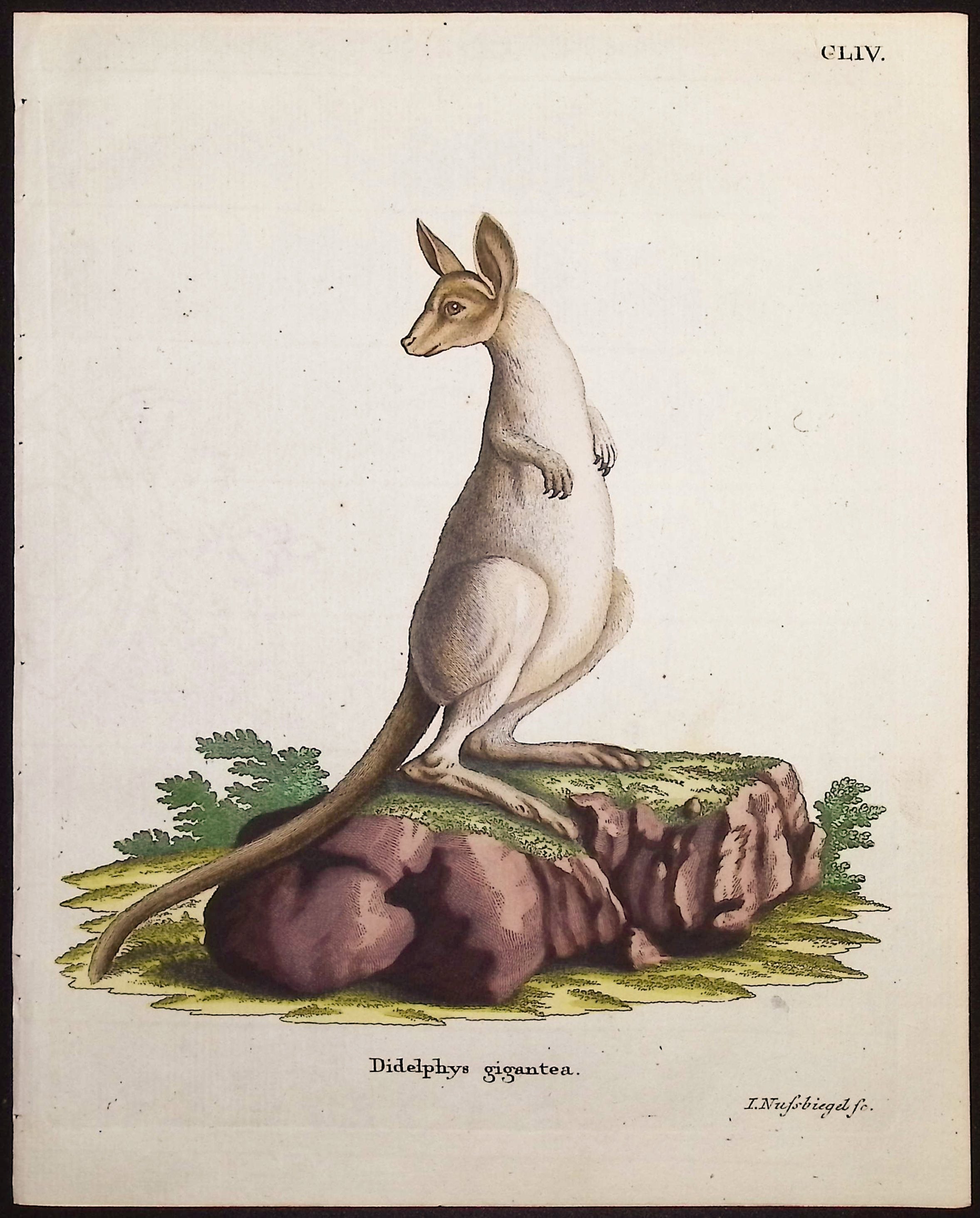 Eastern Grey Kangaroo