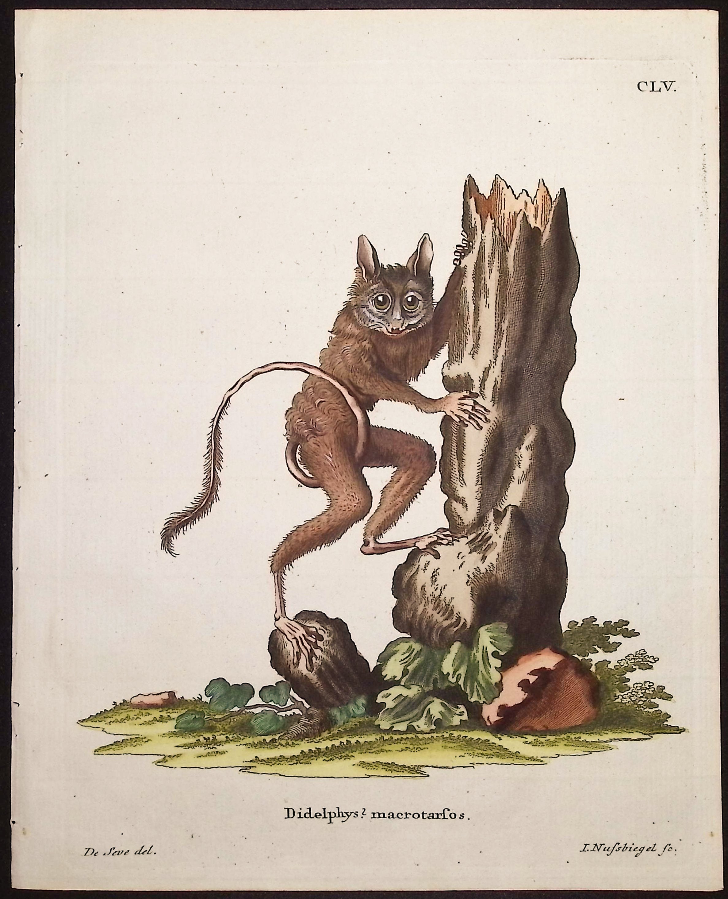 Western Amazonian Mouse Opossum