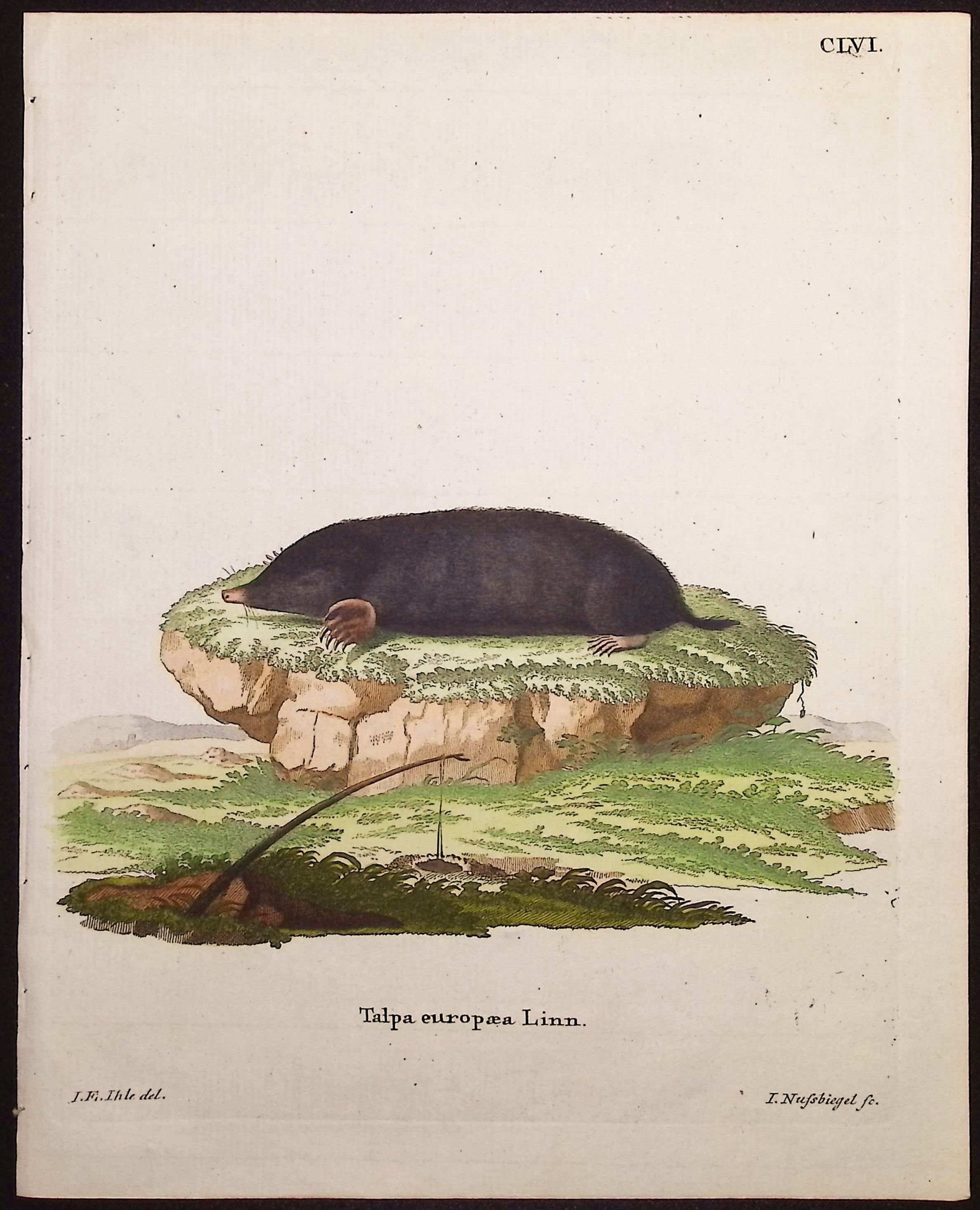 European Mole