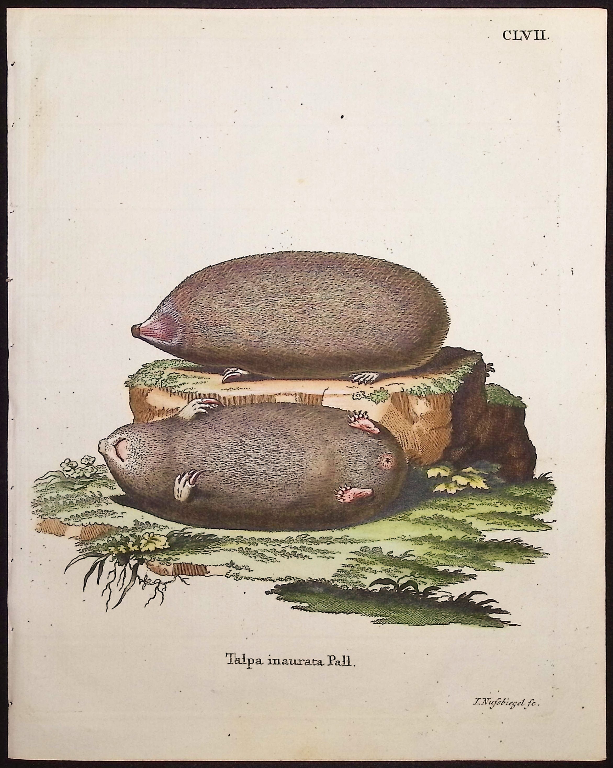 Mole