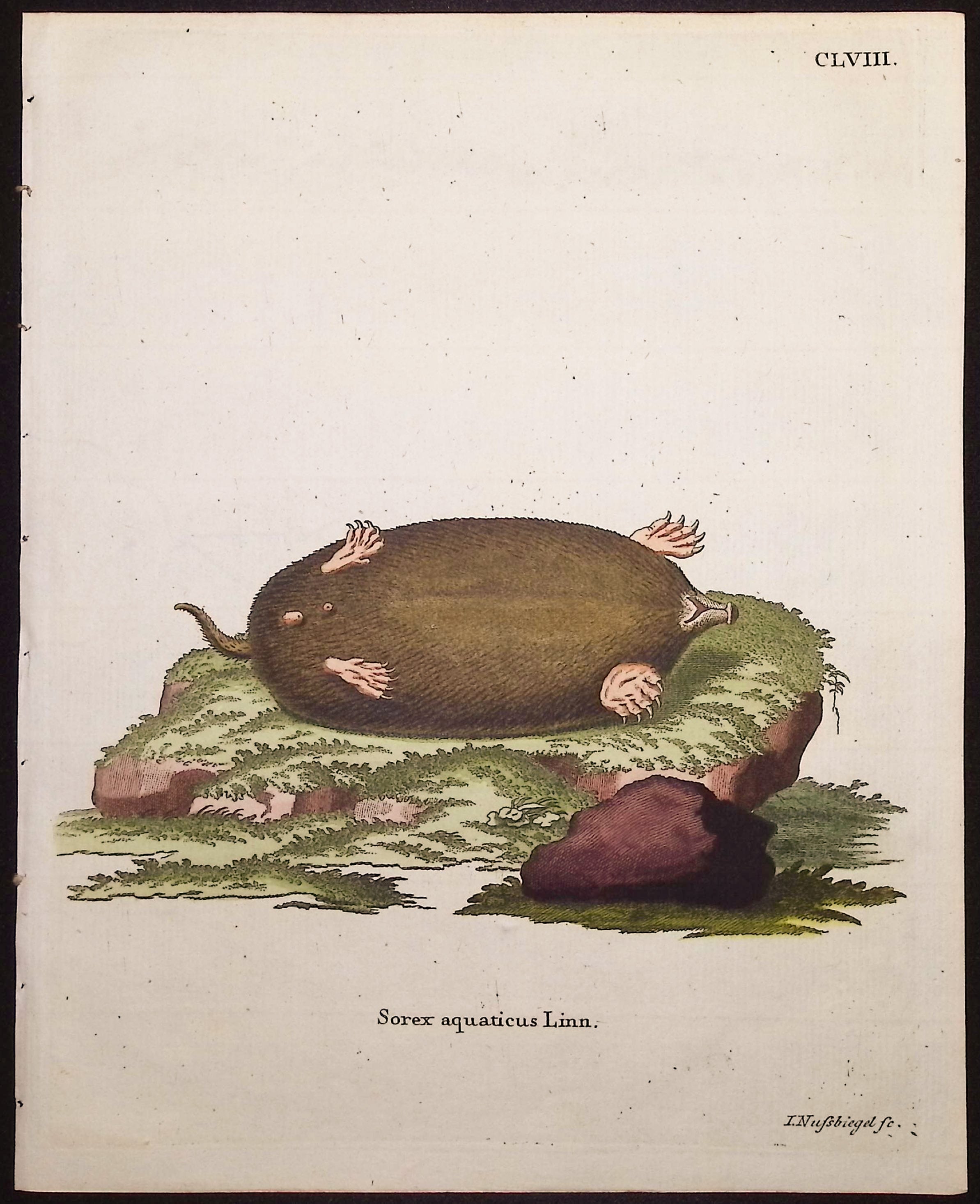 Eastern Mole