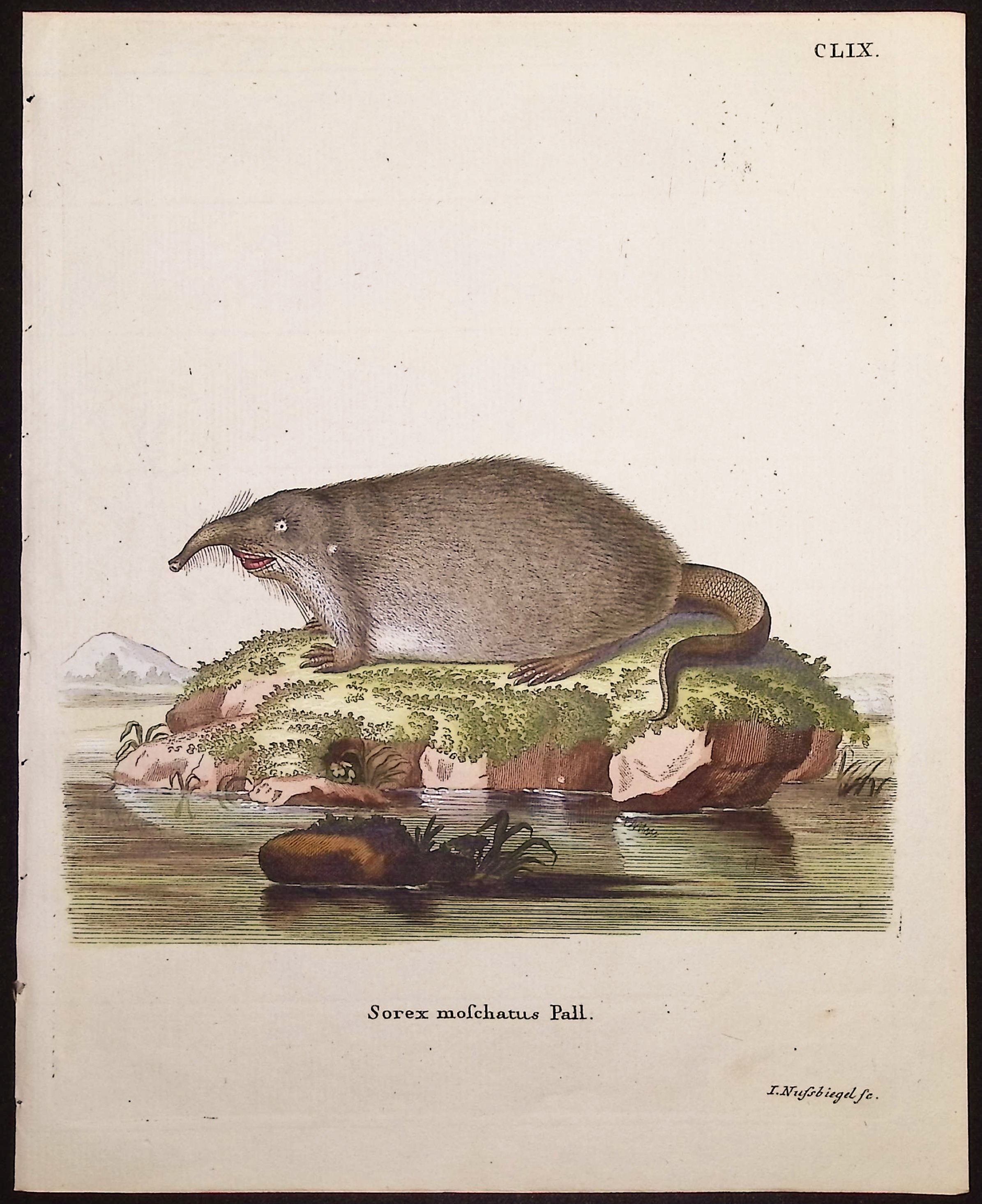 Short-Faced Mole
