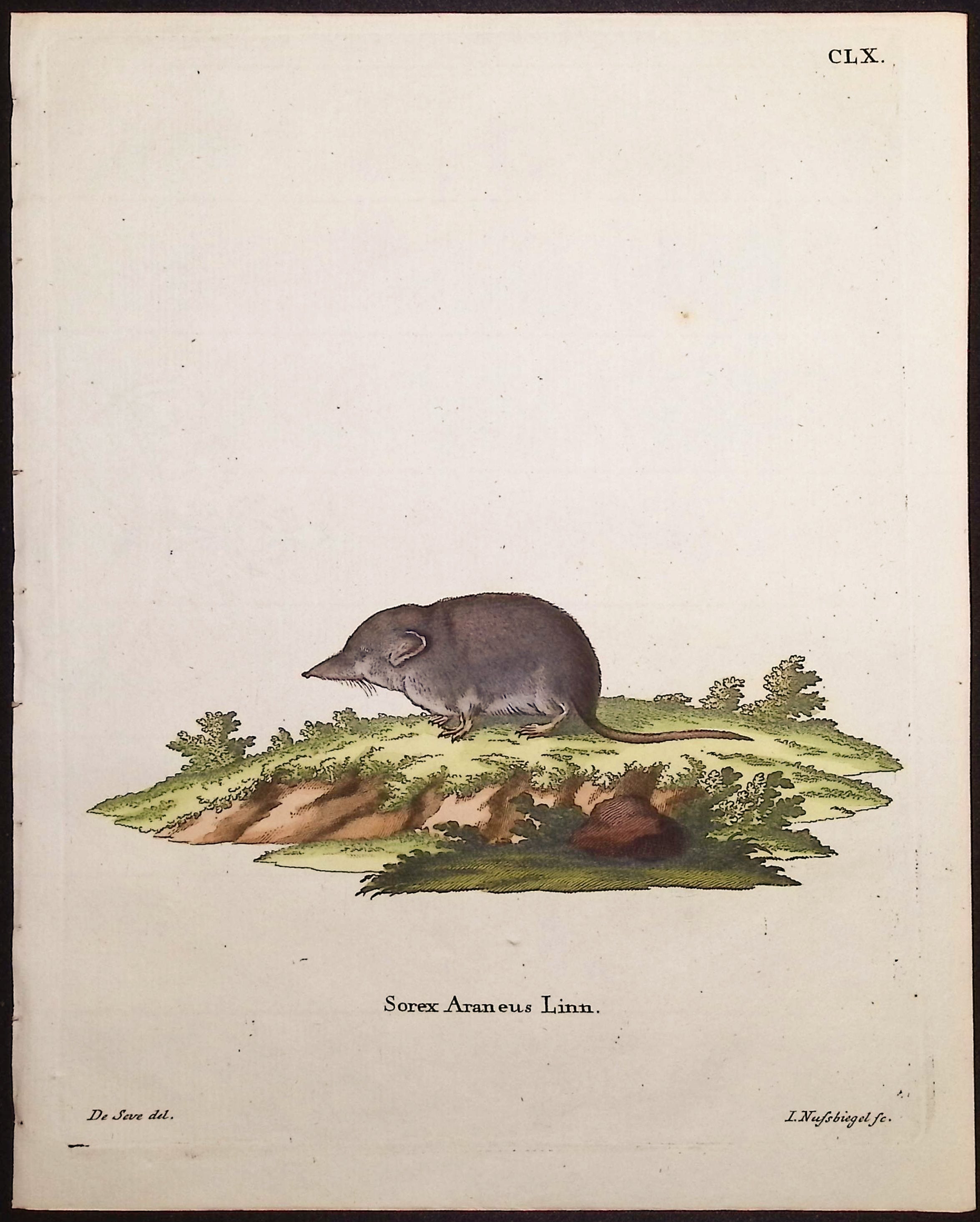 Shrew