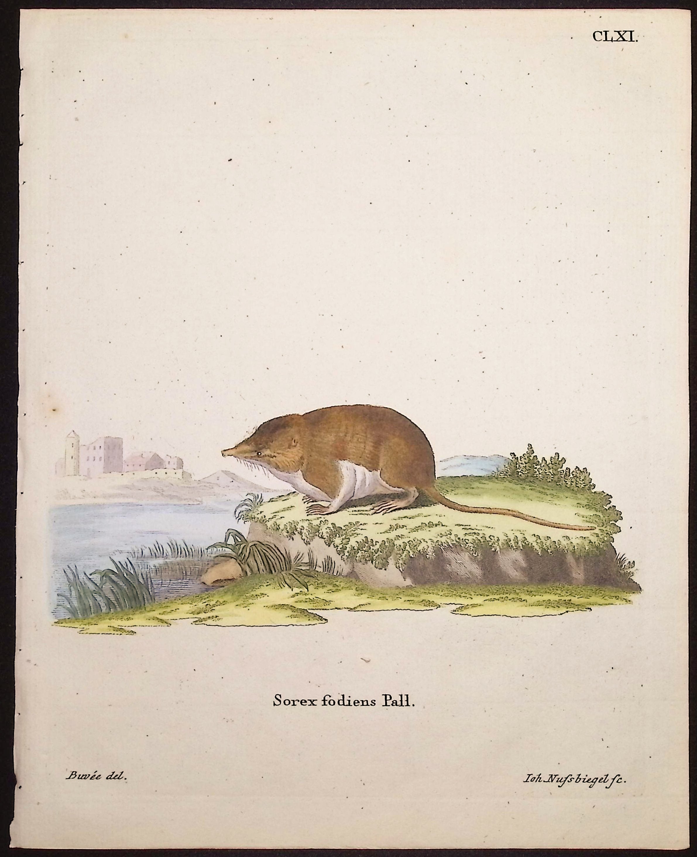 European Water Shrew