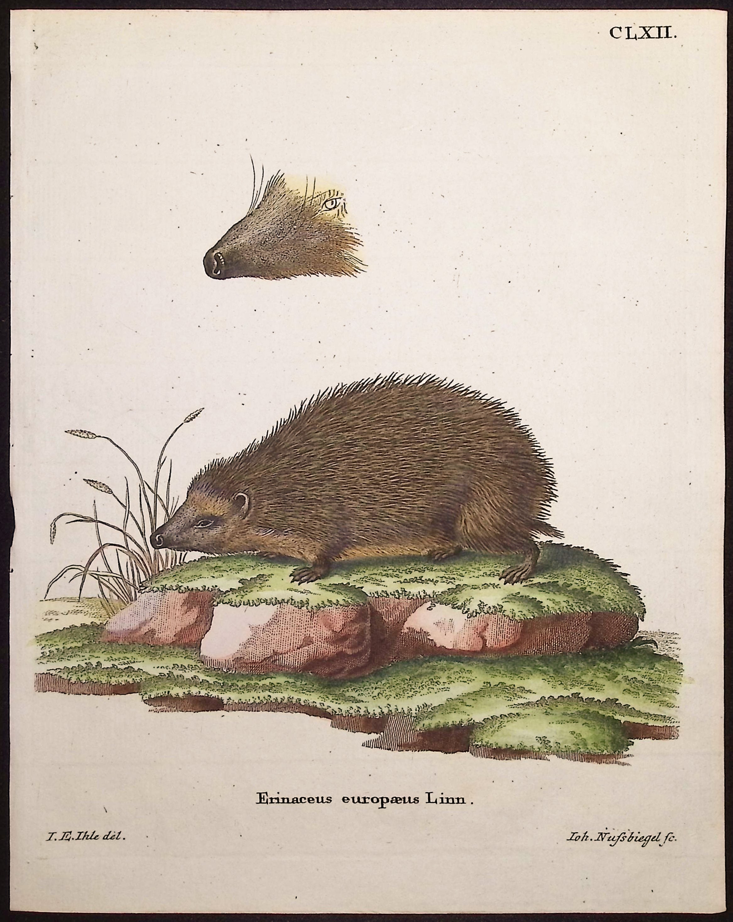 European Hedgehog