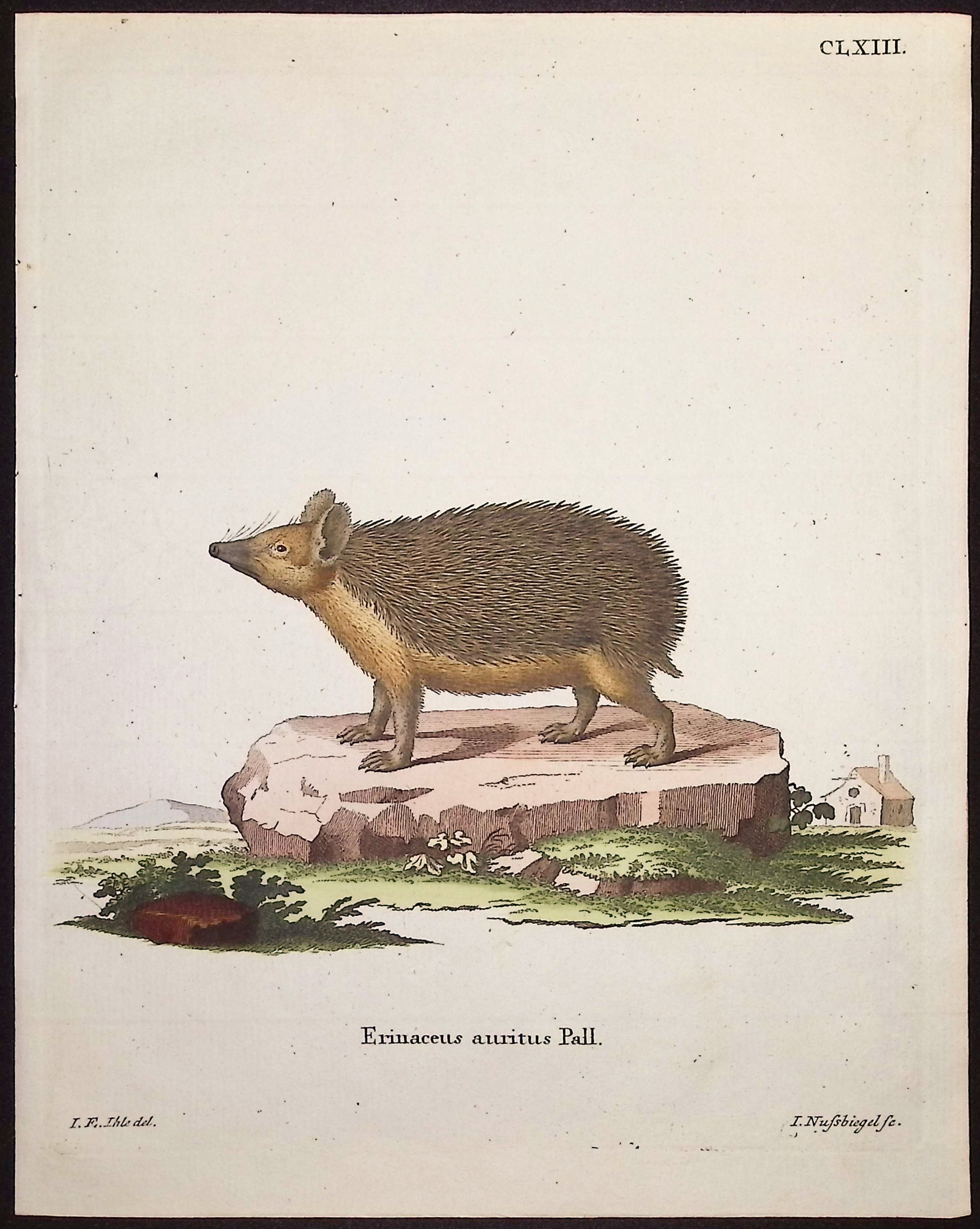 Long-Eared Hedgehog