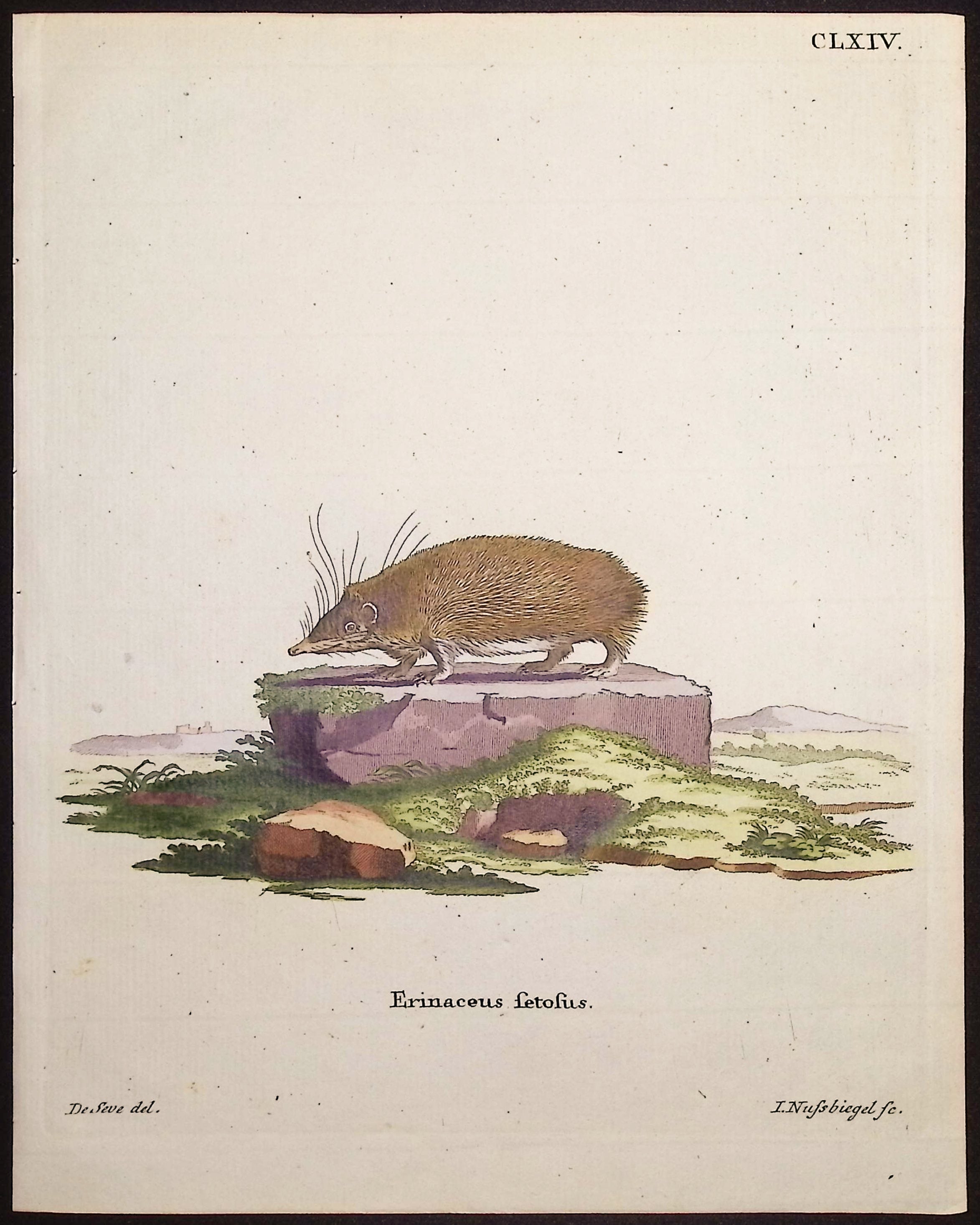 Hedgehog