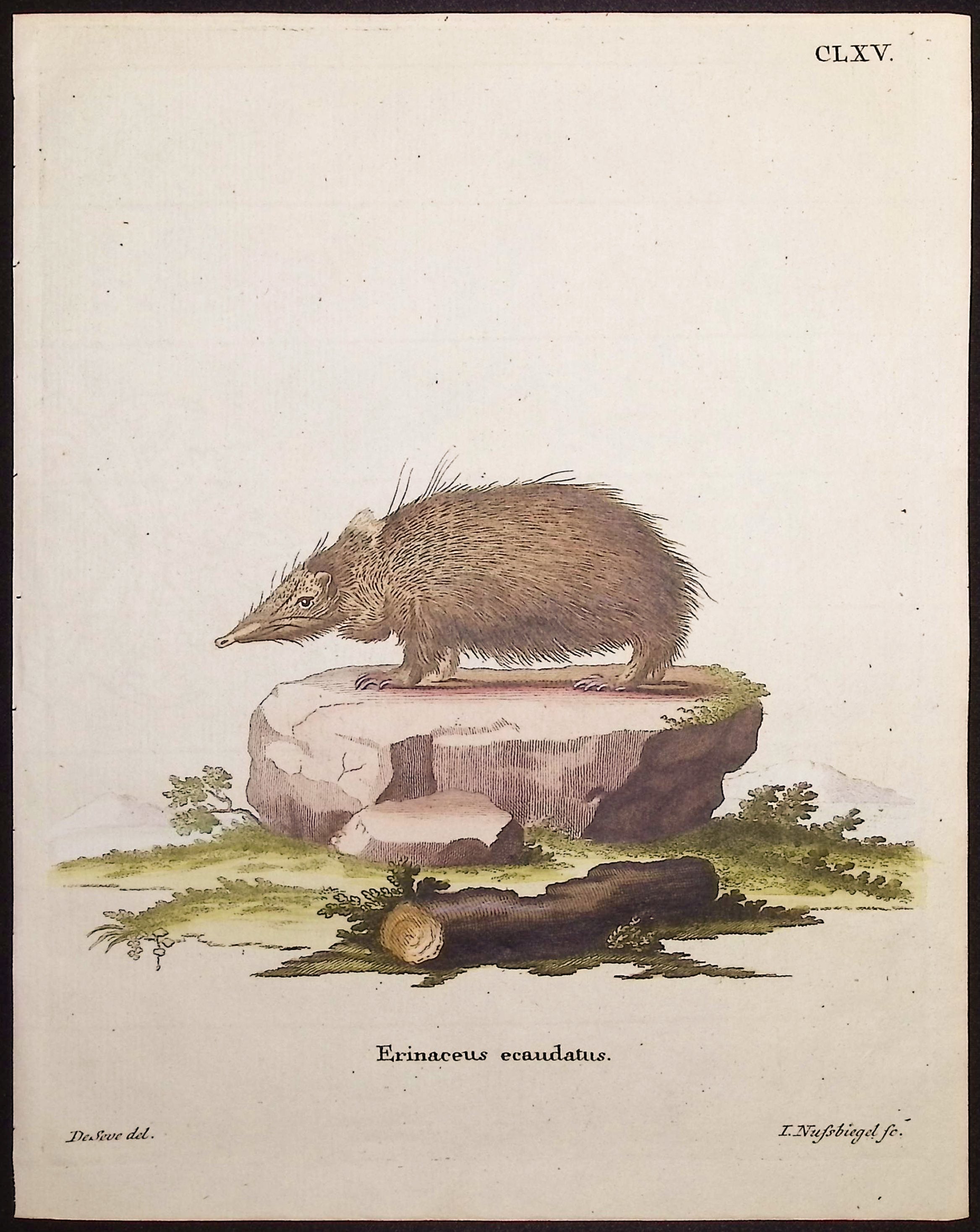 Tenrec
