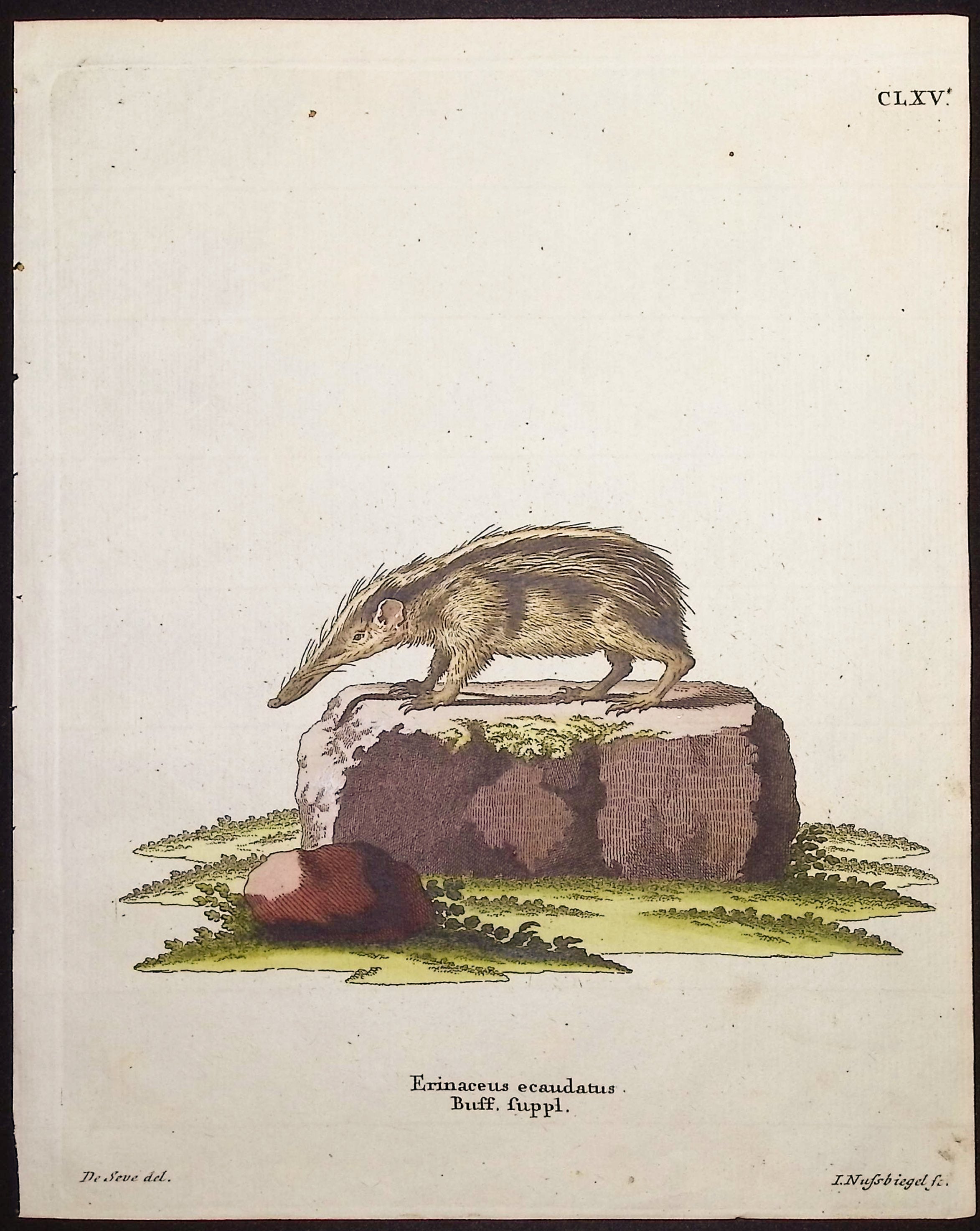 Tenrec