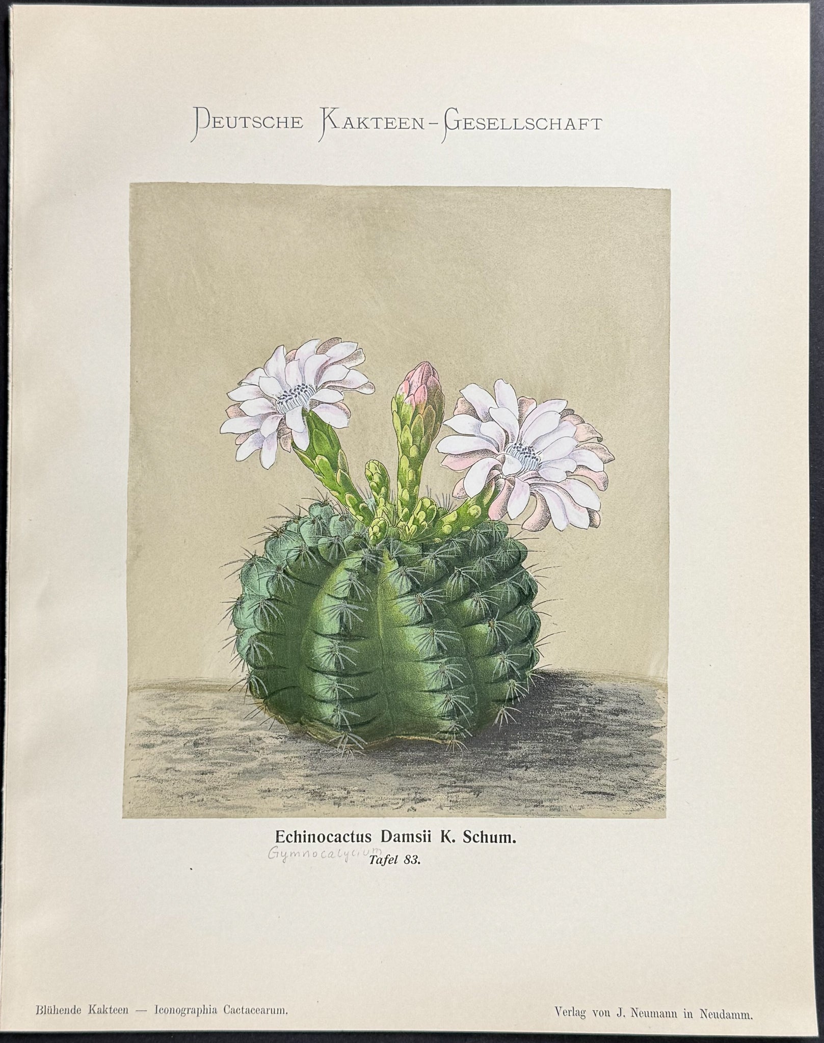Cactus