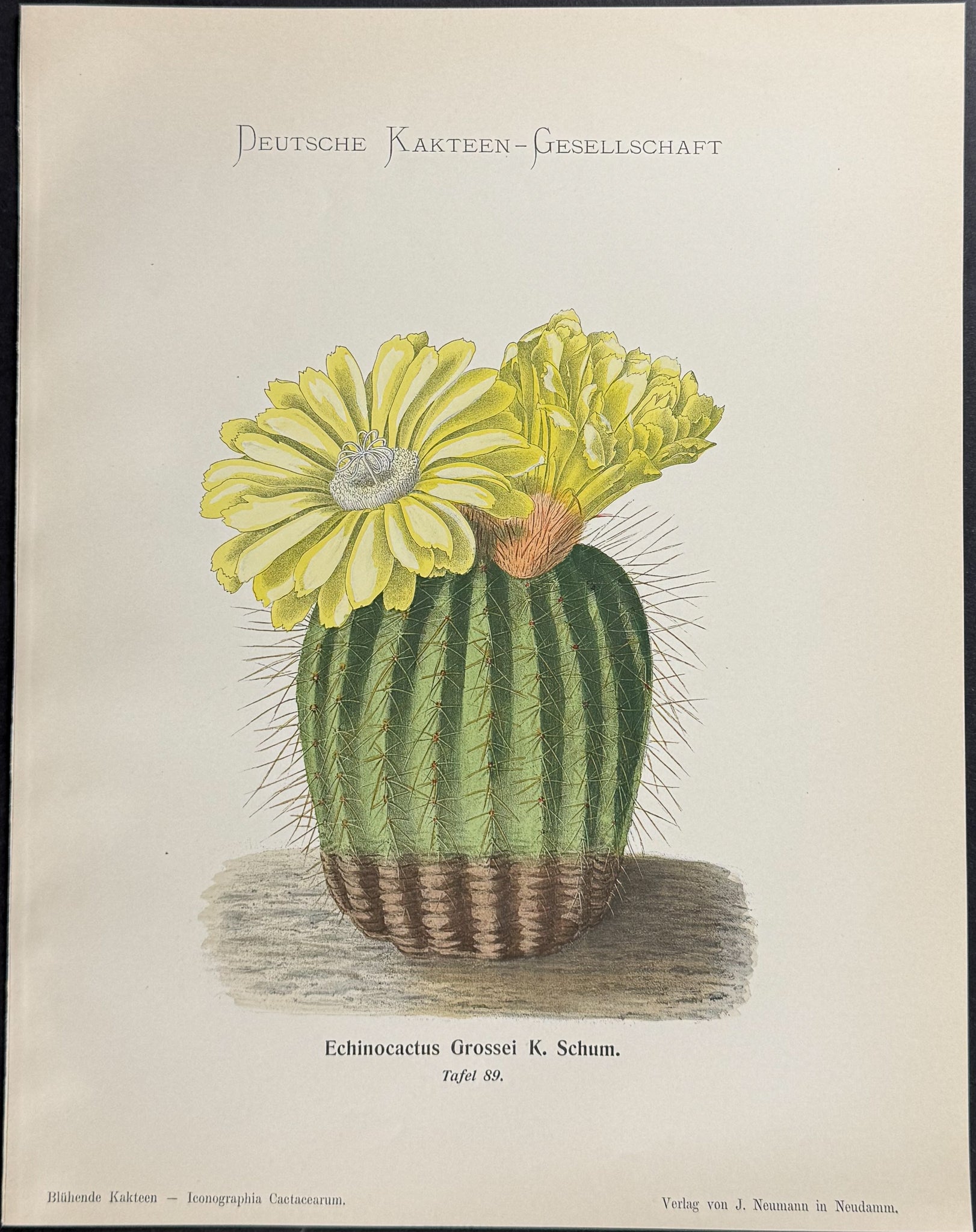 Cactus