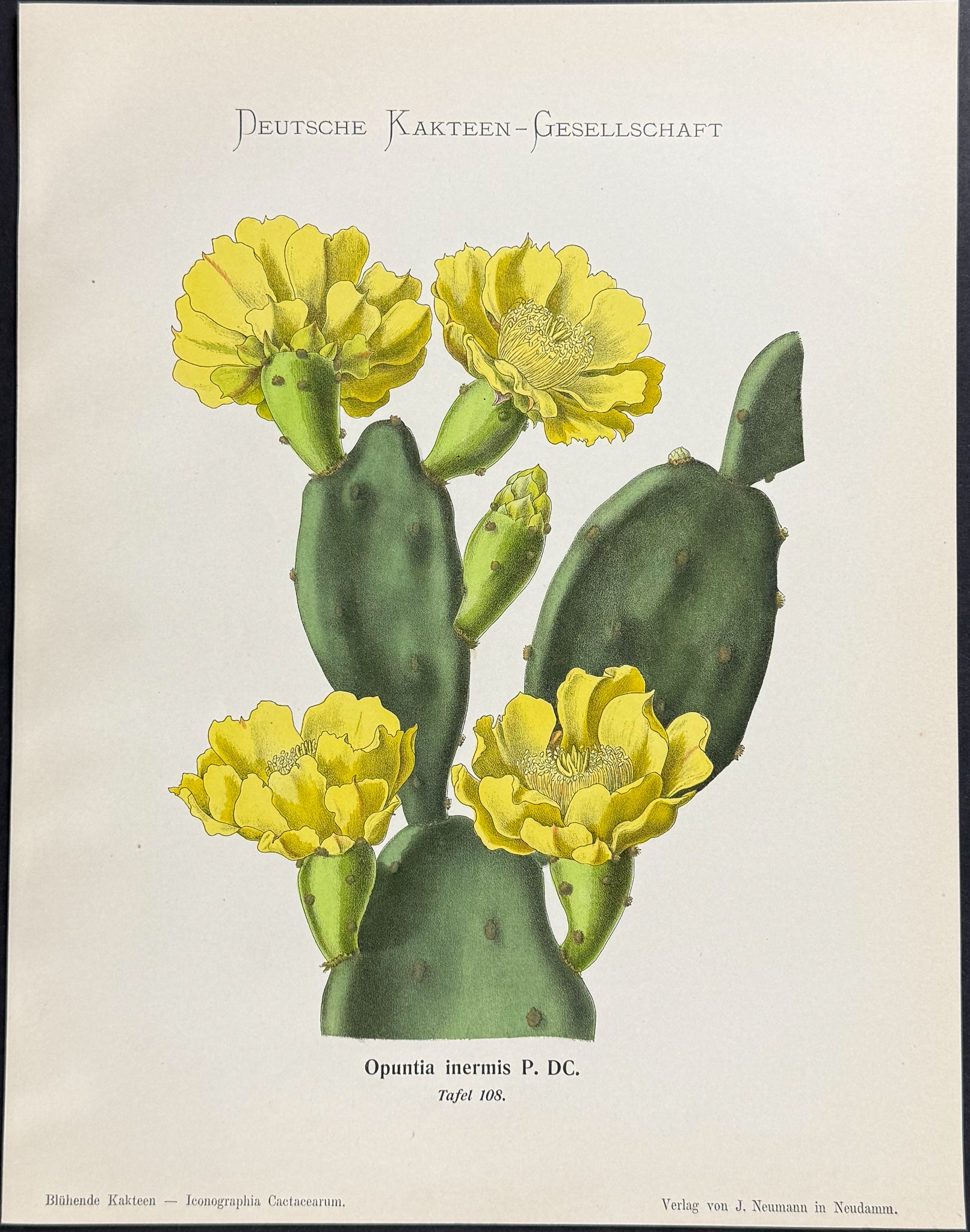 Cactus