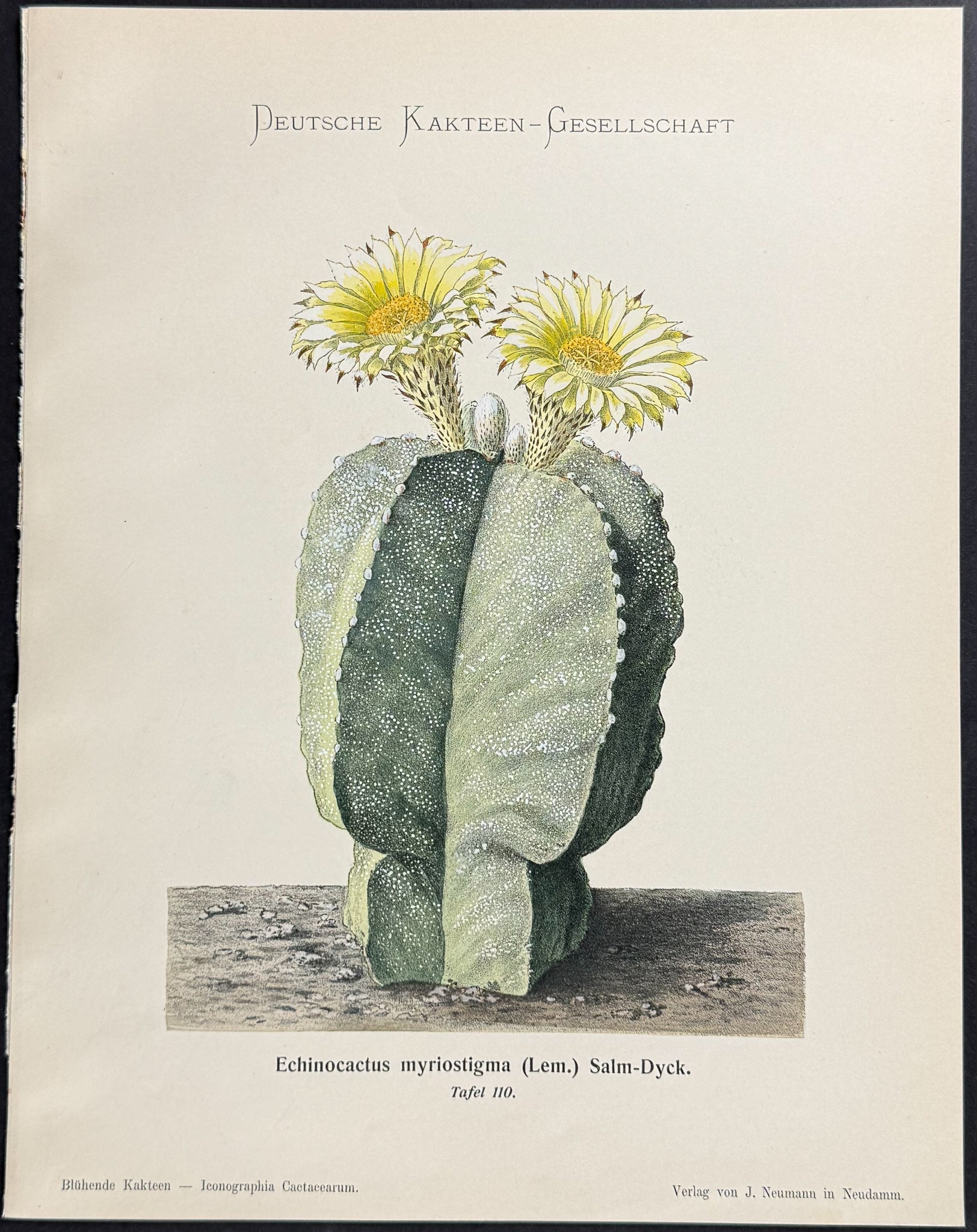 Cactus