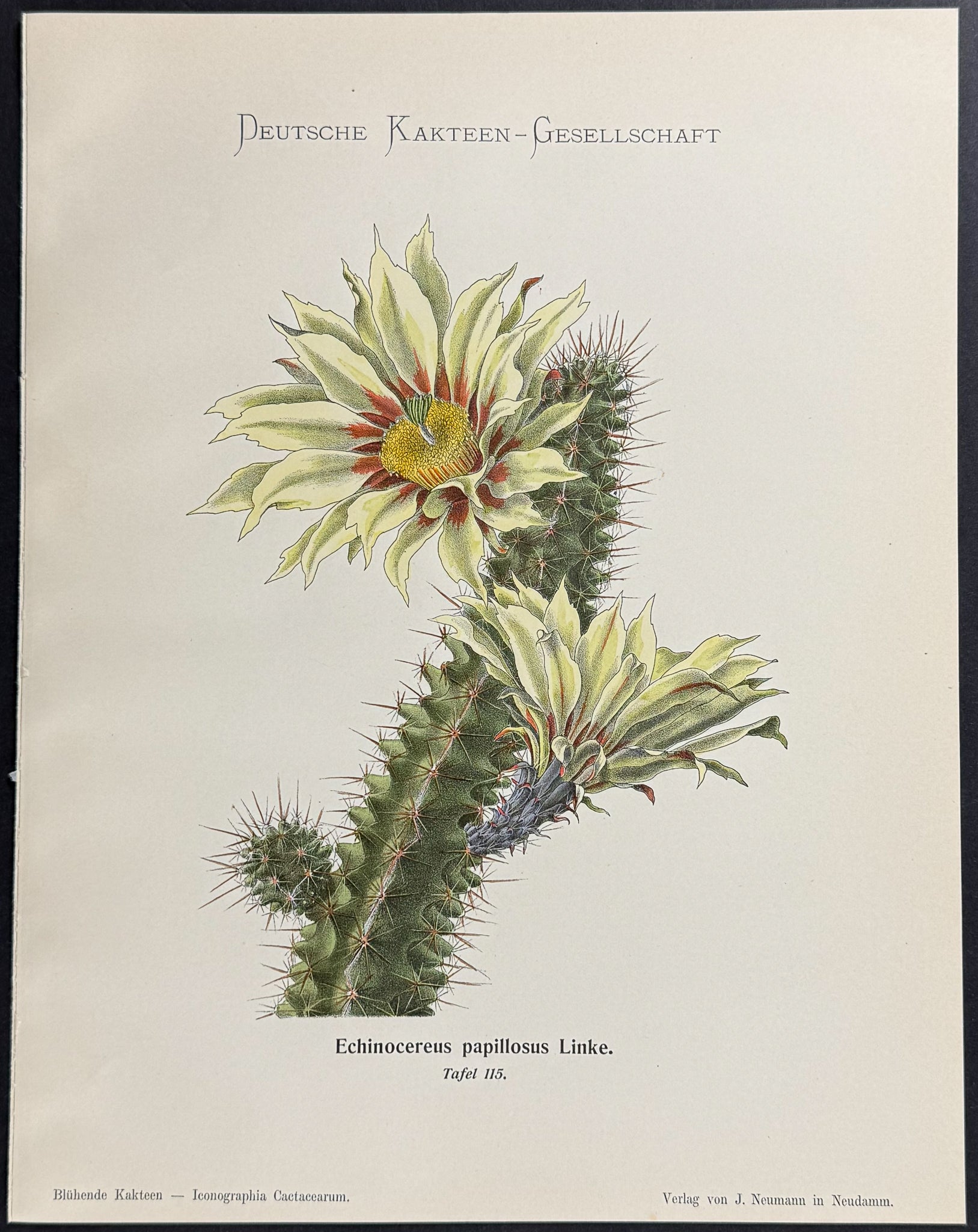 Cactus