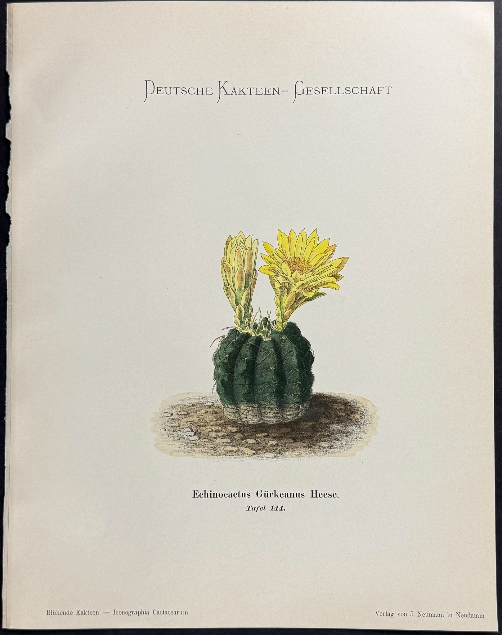 Cactus