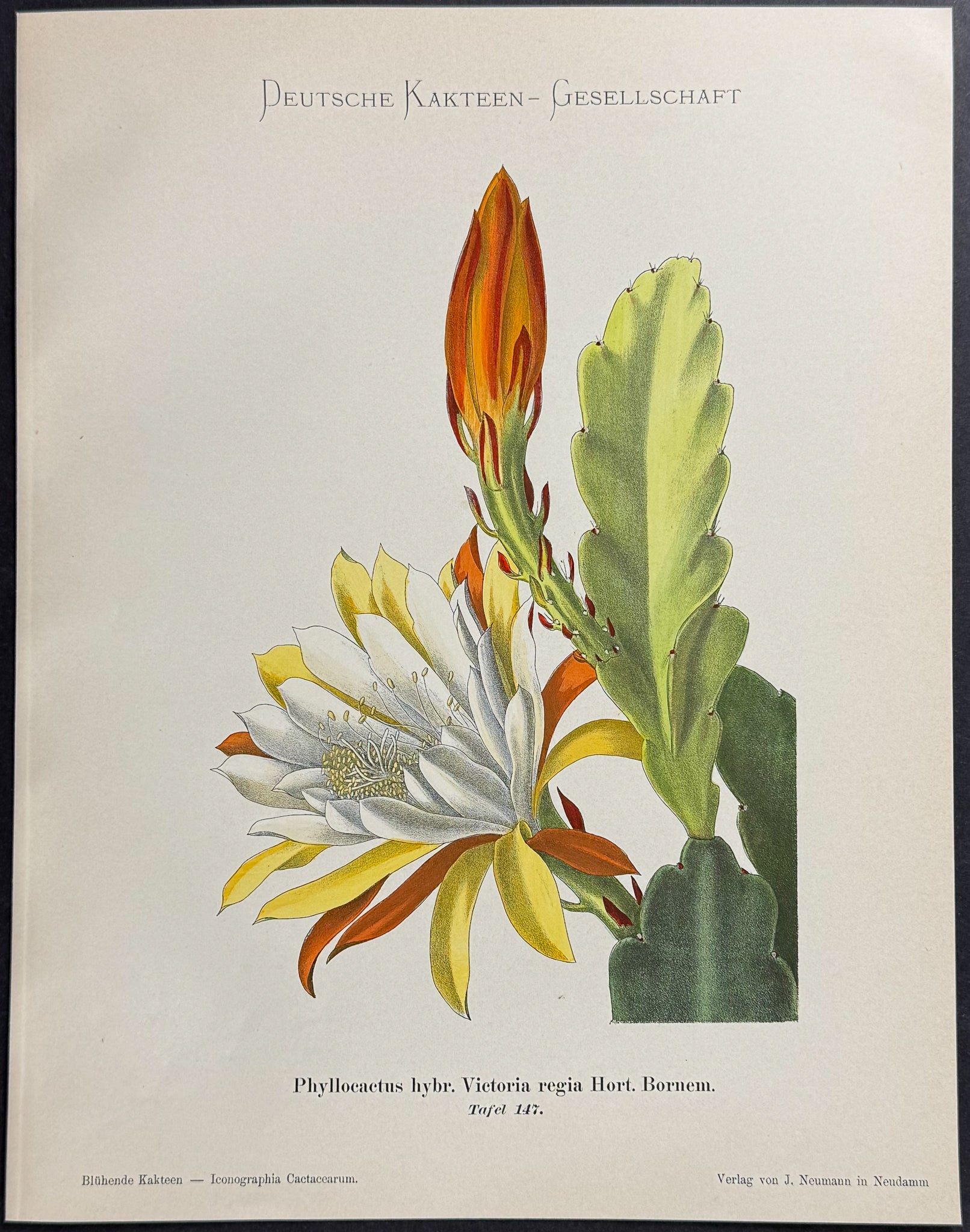 Cactus