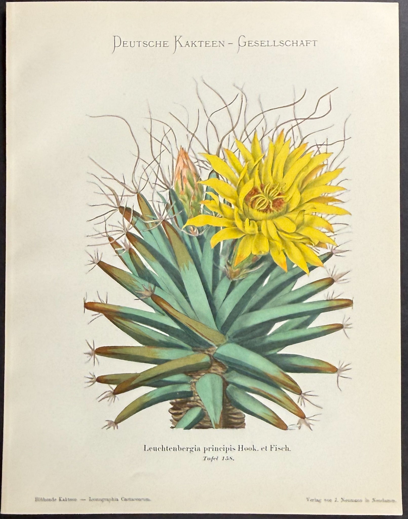 Cactus