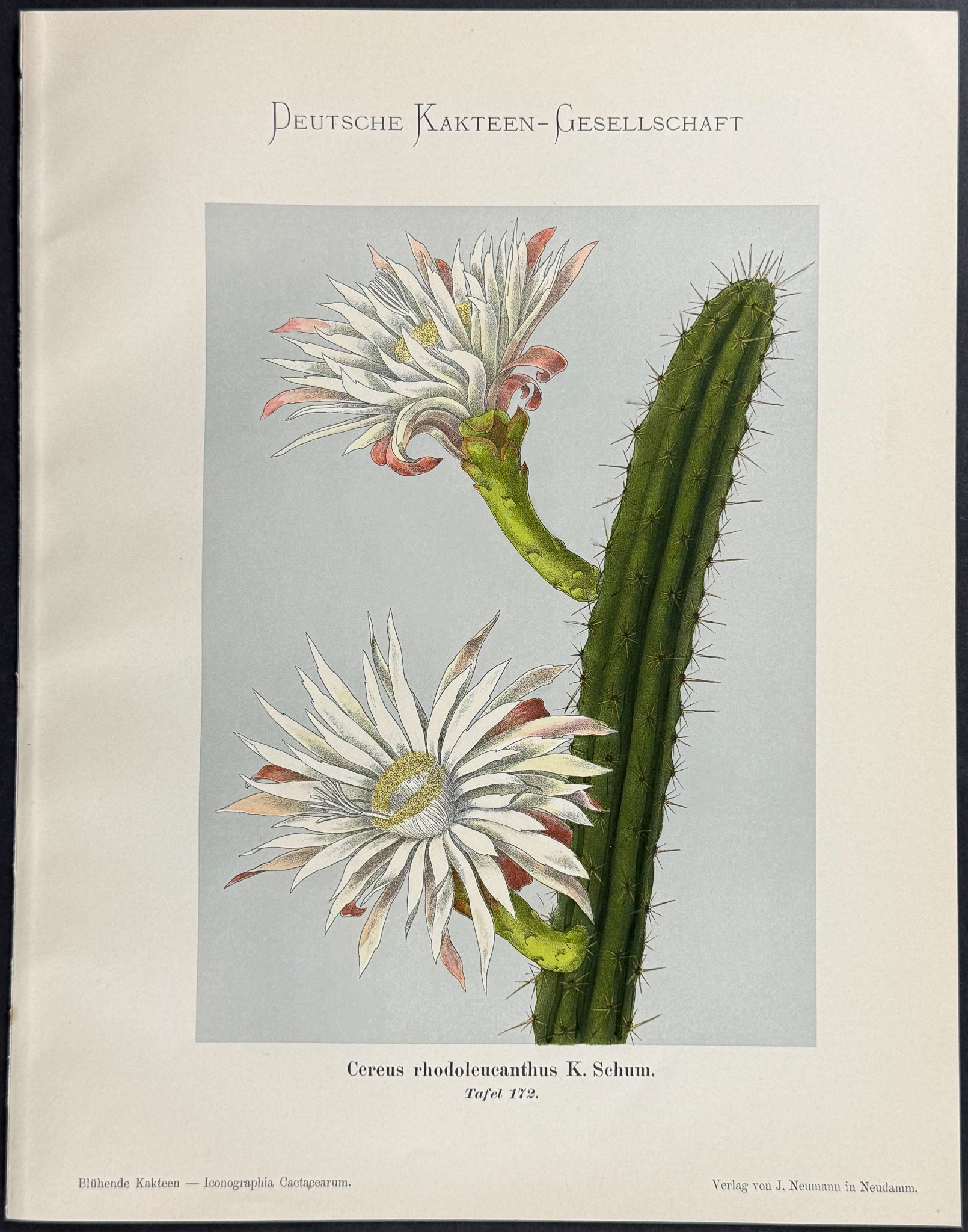 Cactus