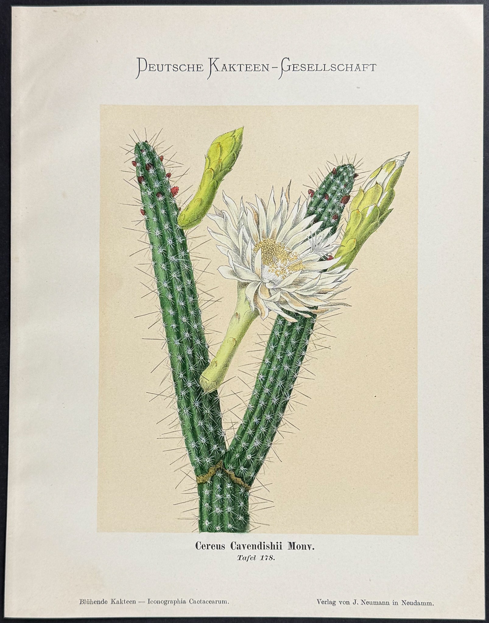 Cactus