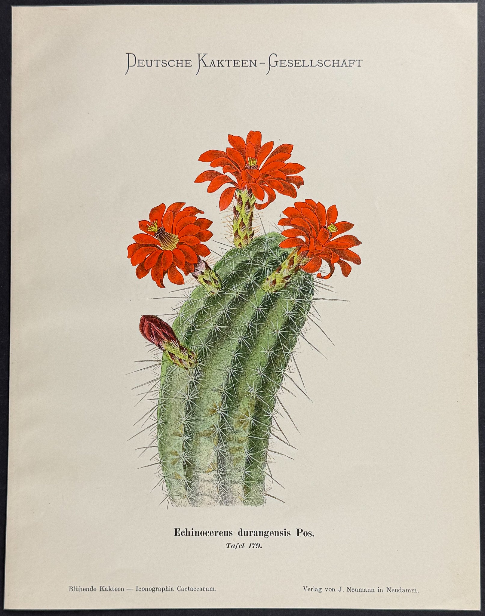 Cactus