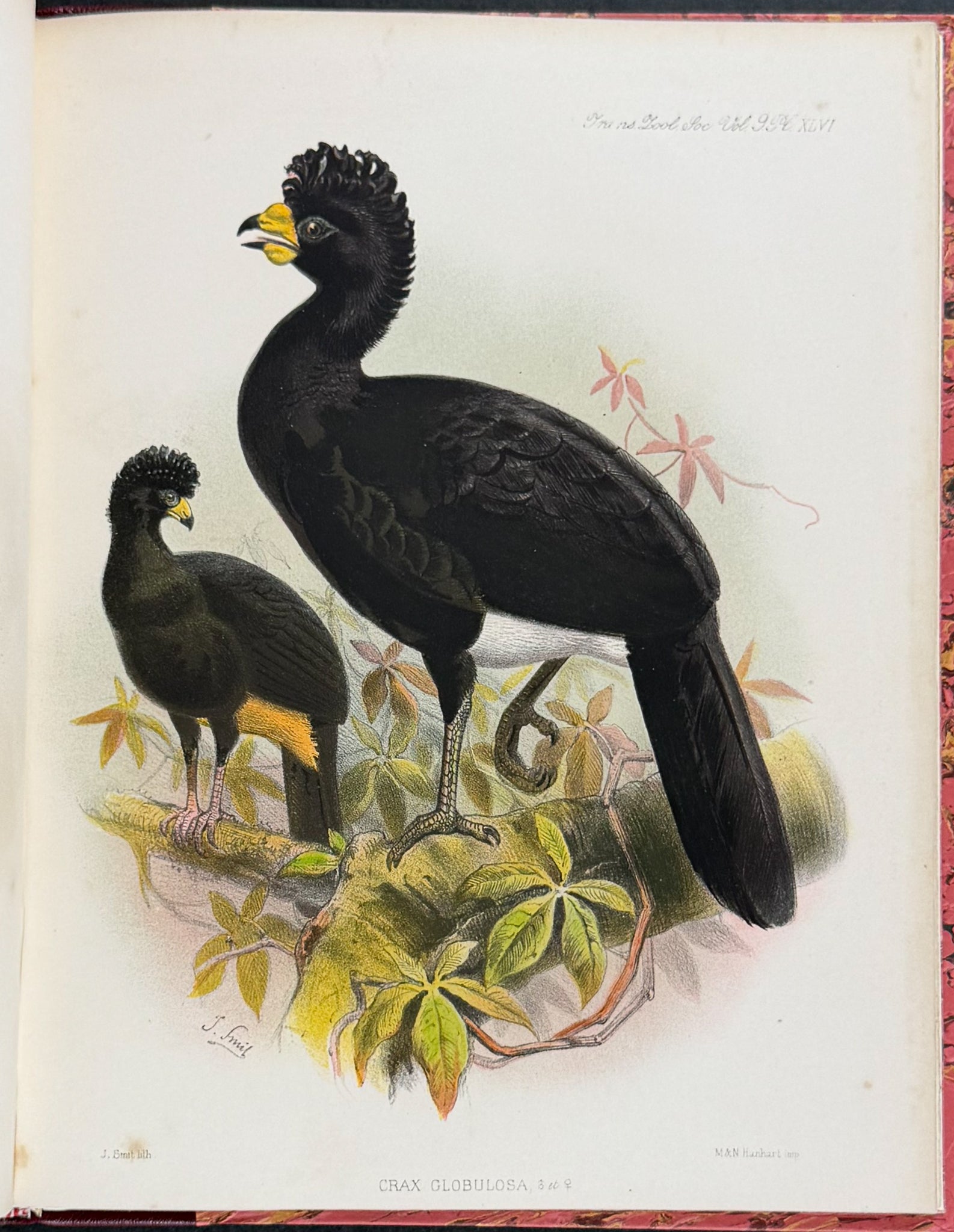 The Curassows