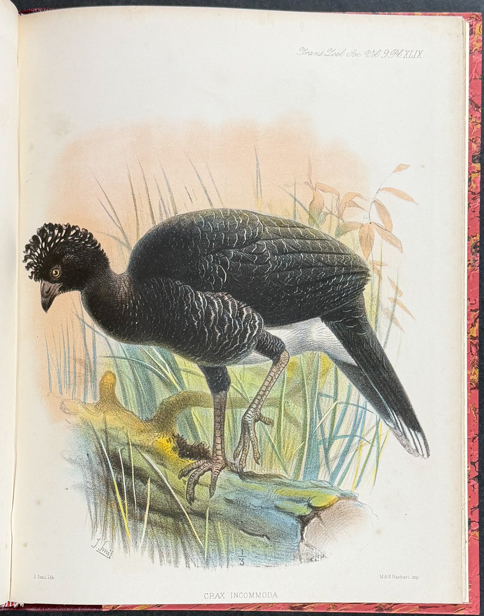 The Curassows