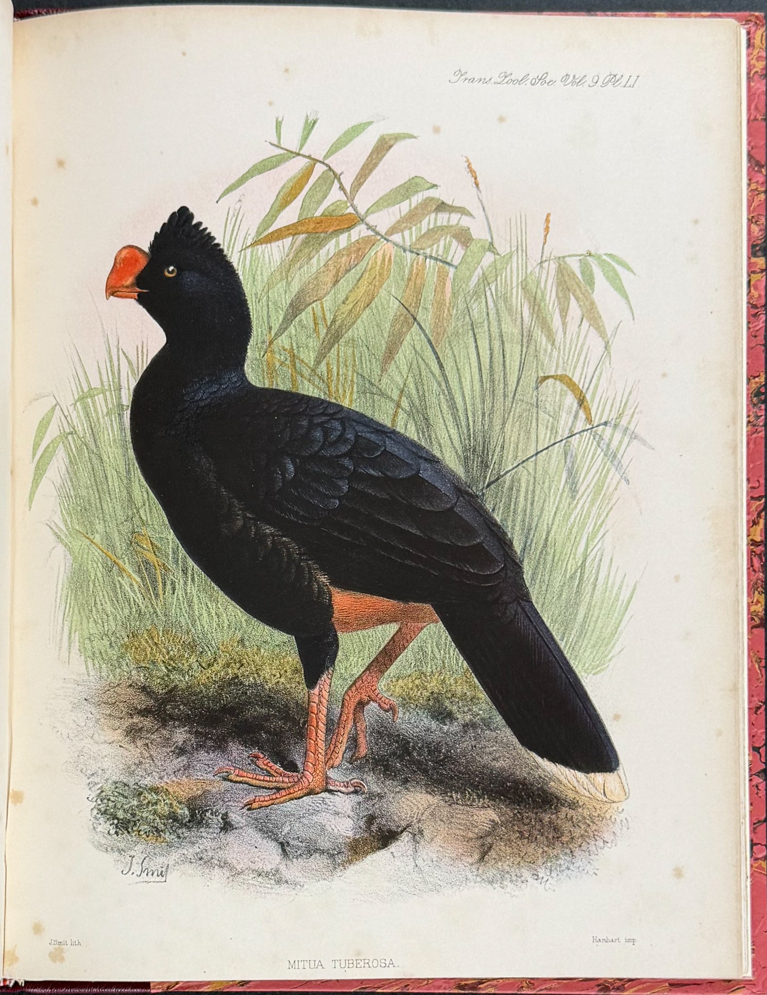 The Curassows