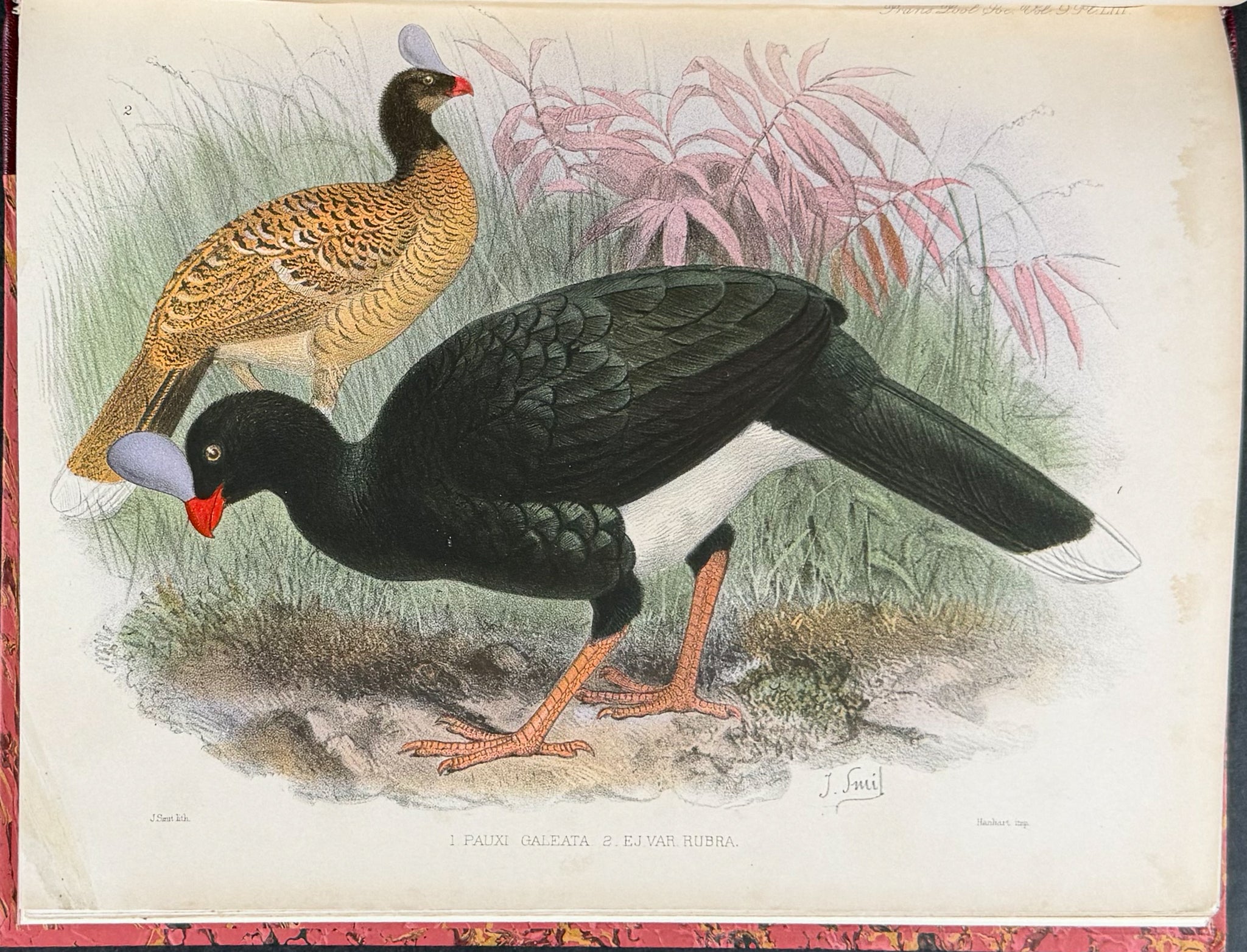 The Curassows
