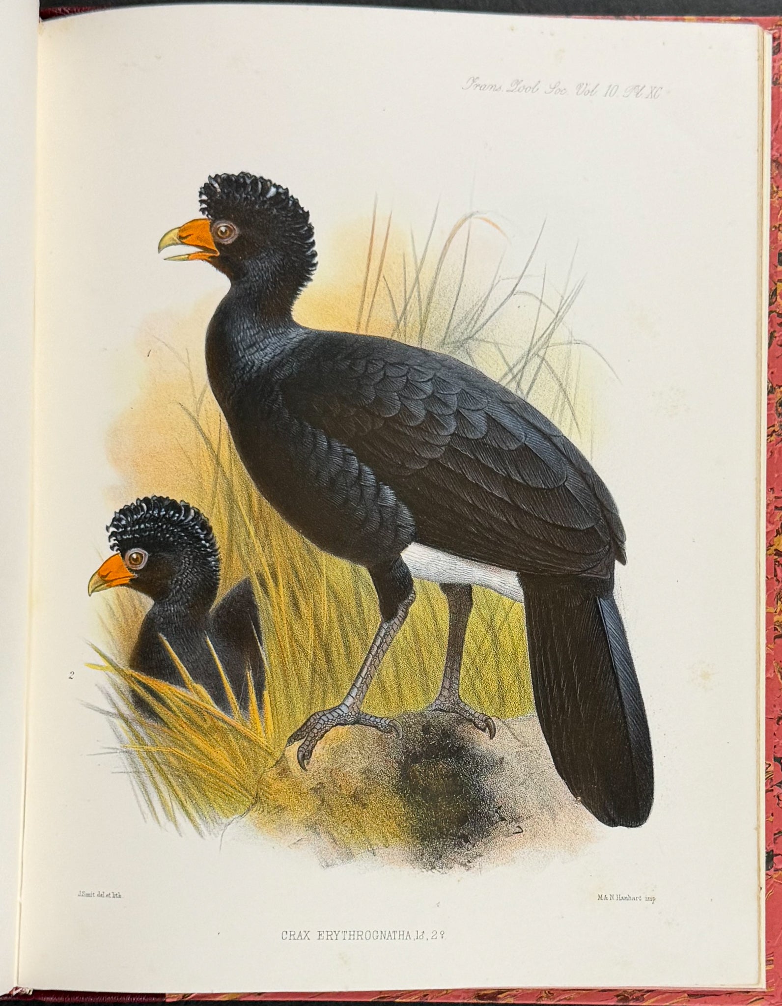 The Curassows