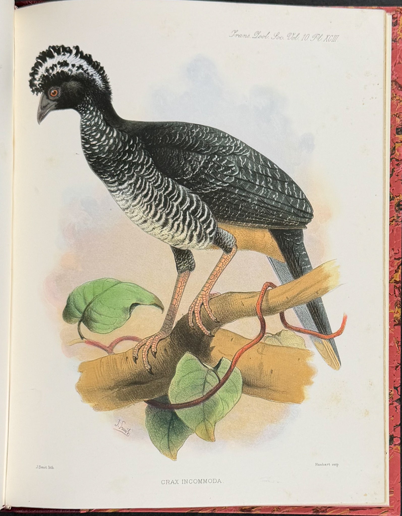 The Curassows