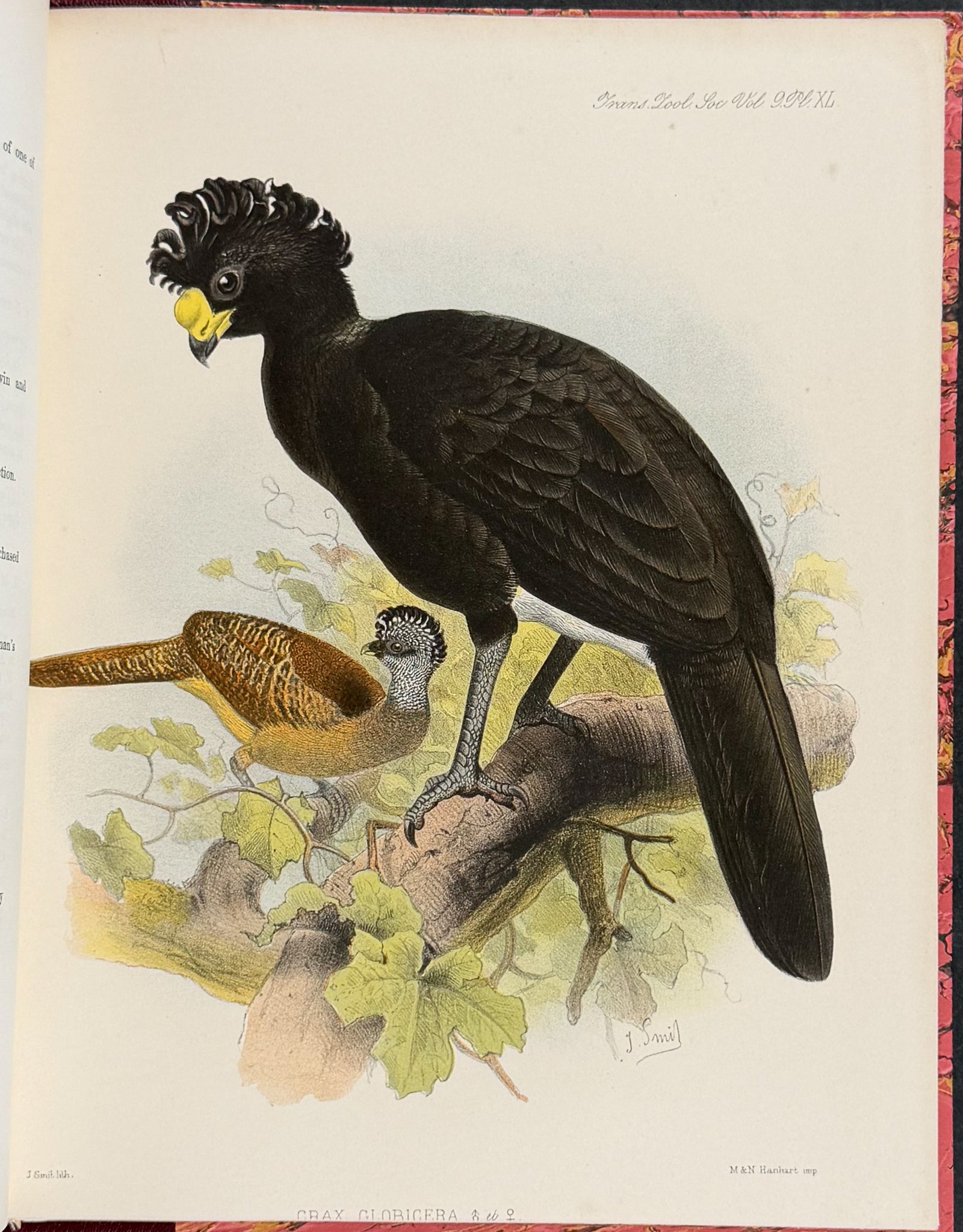 The Curassows
