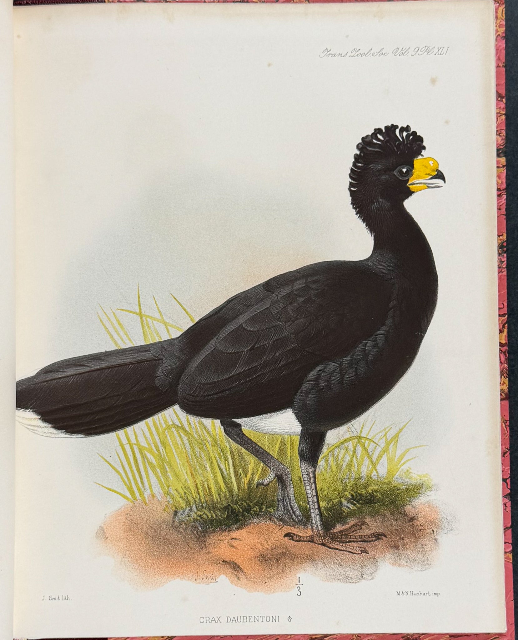 The Curassows