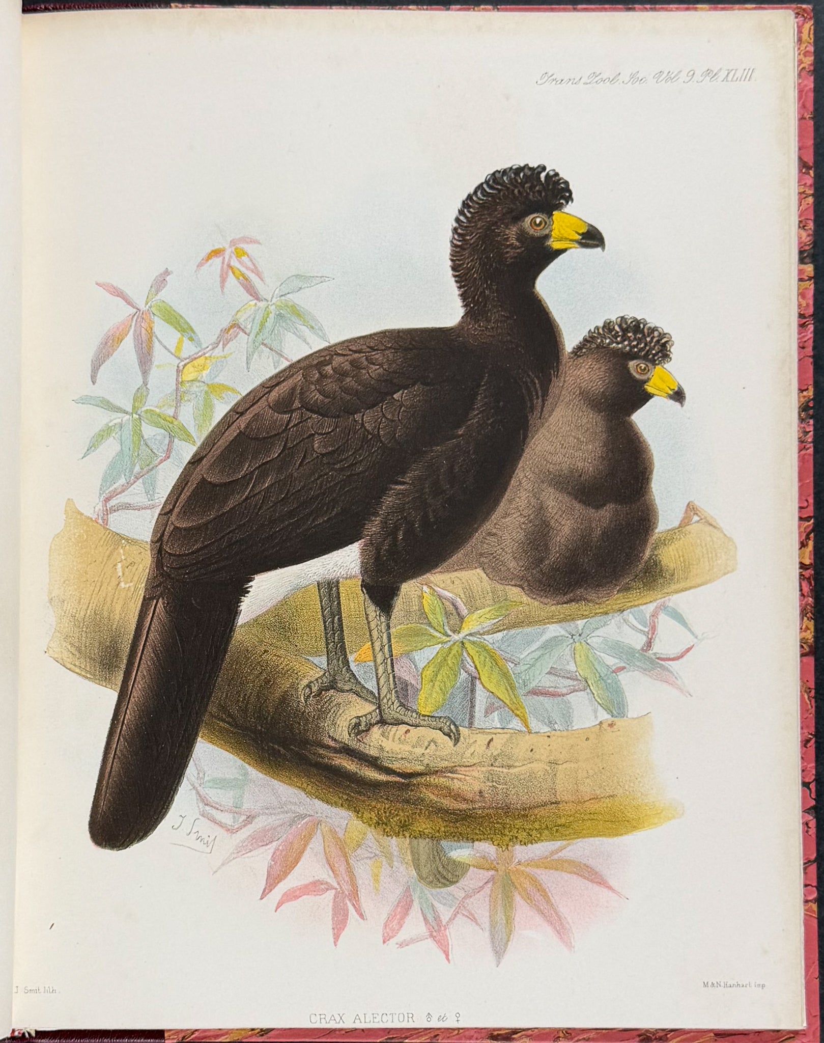 The Curassows