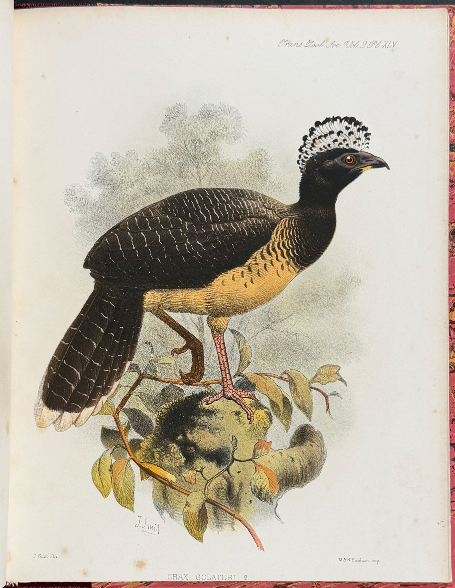 The Curassows
