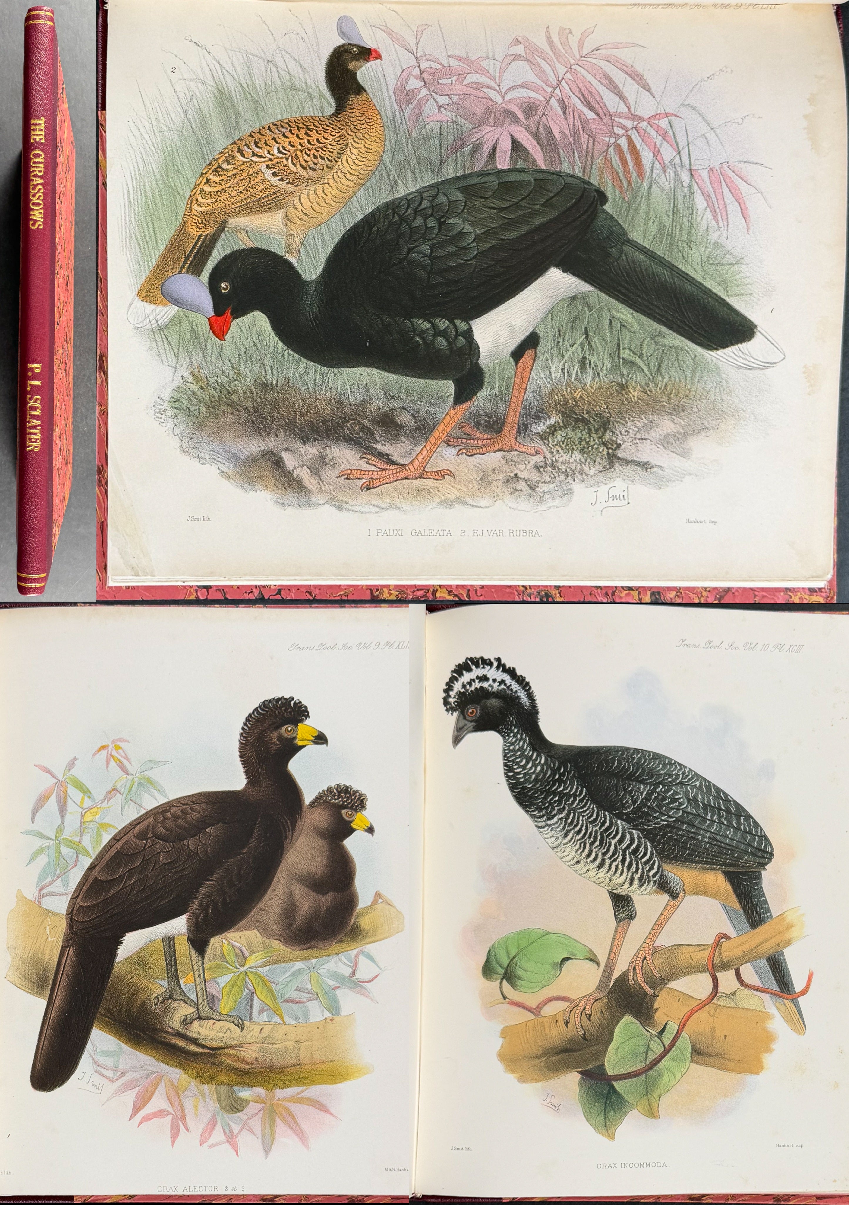 The Curassows