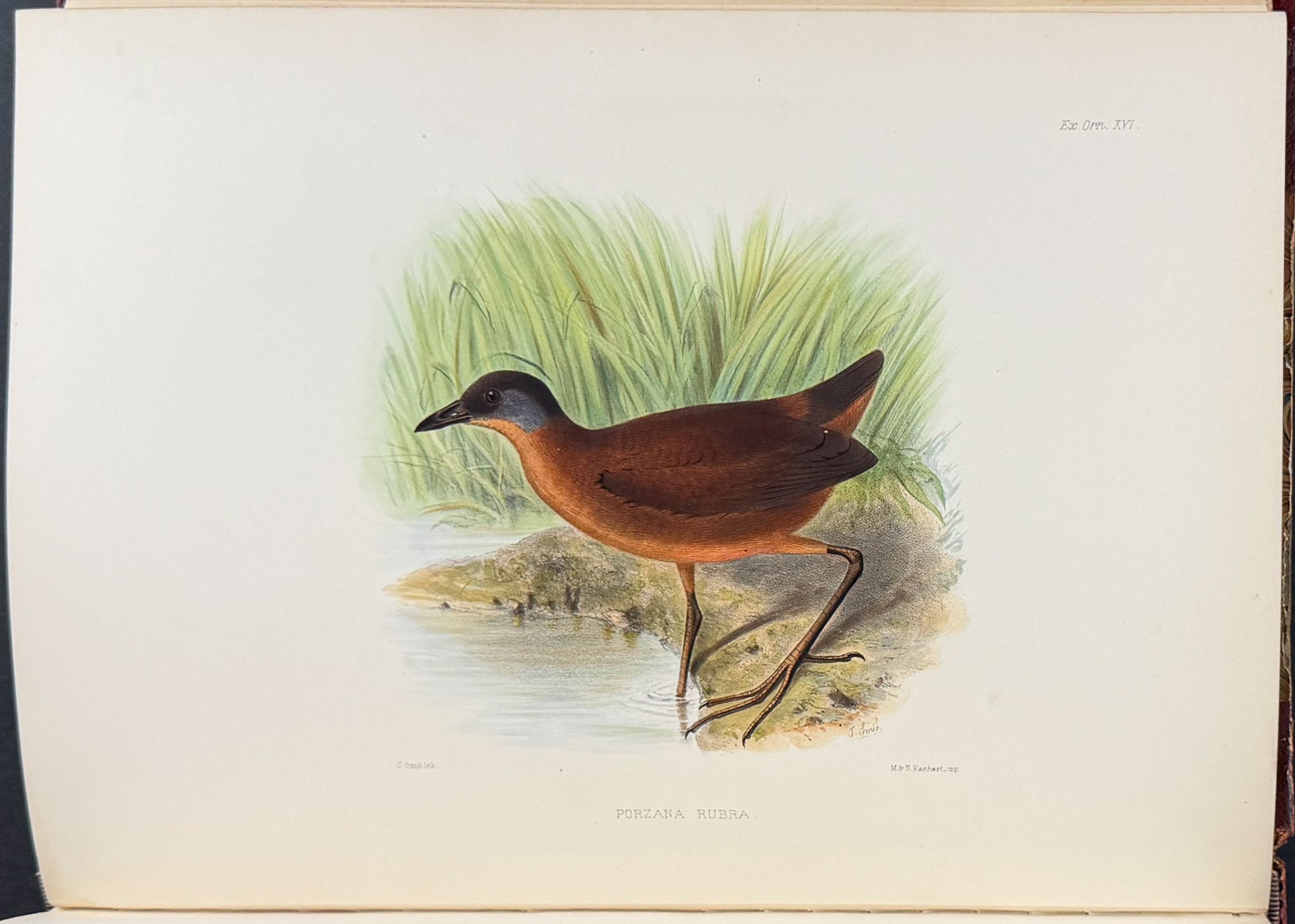 Exotic Ornithology, containing Figures and Descriptions of New or Rare Species of American Birds