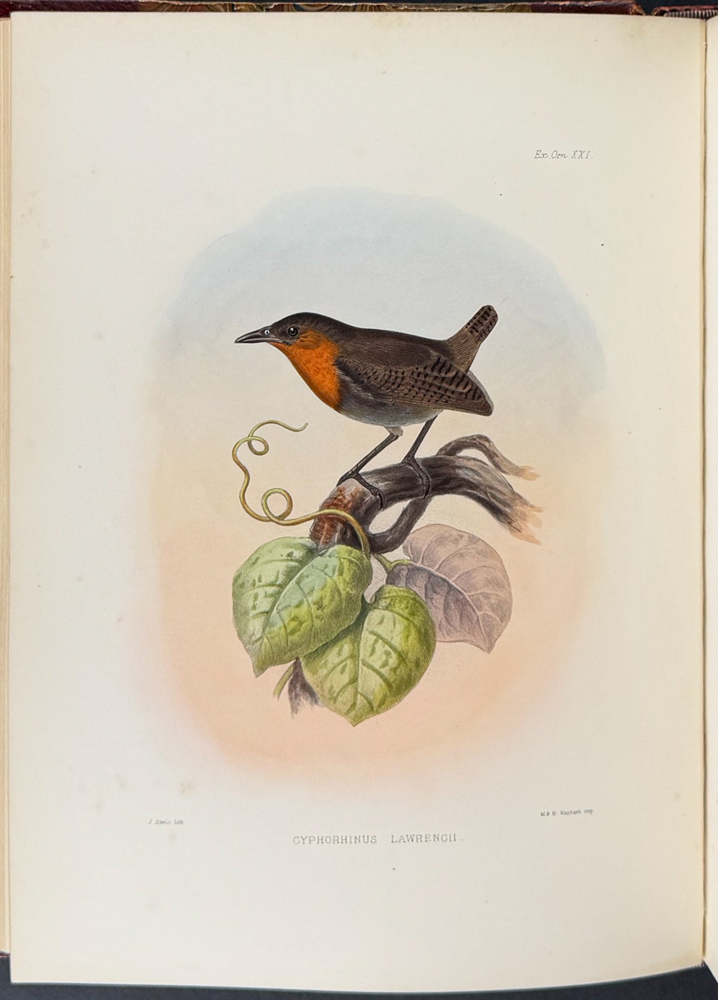 Exotic Ornithology, containing Figures and Descriptions of New or Rare Species of American Birds