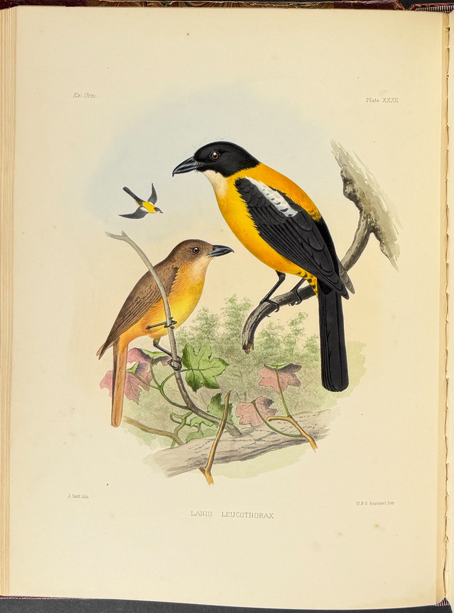 Exotic Ornithology, containing Figures and Descriptions of New or Rare Species of American Birds