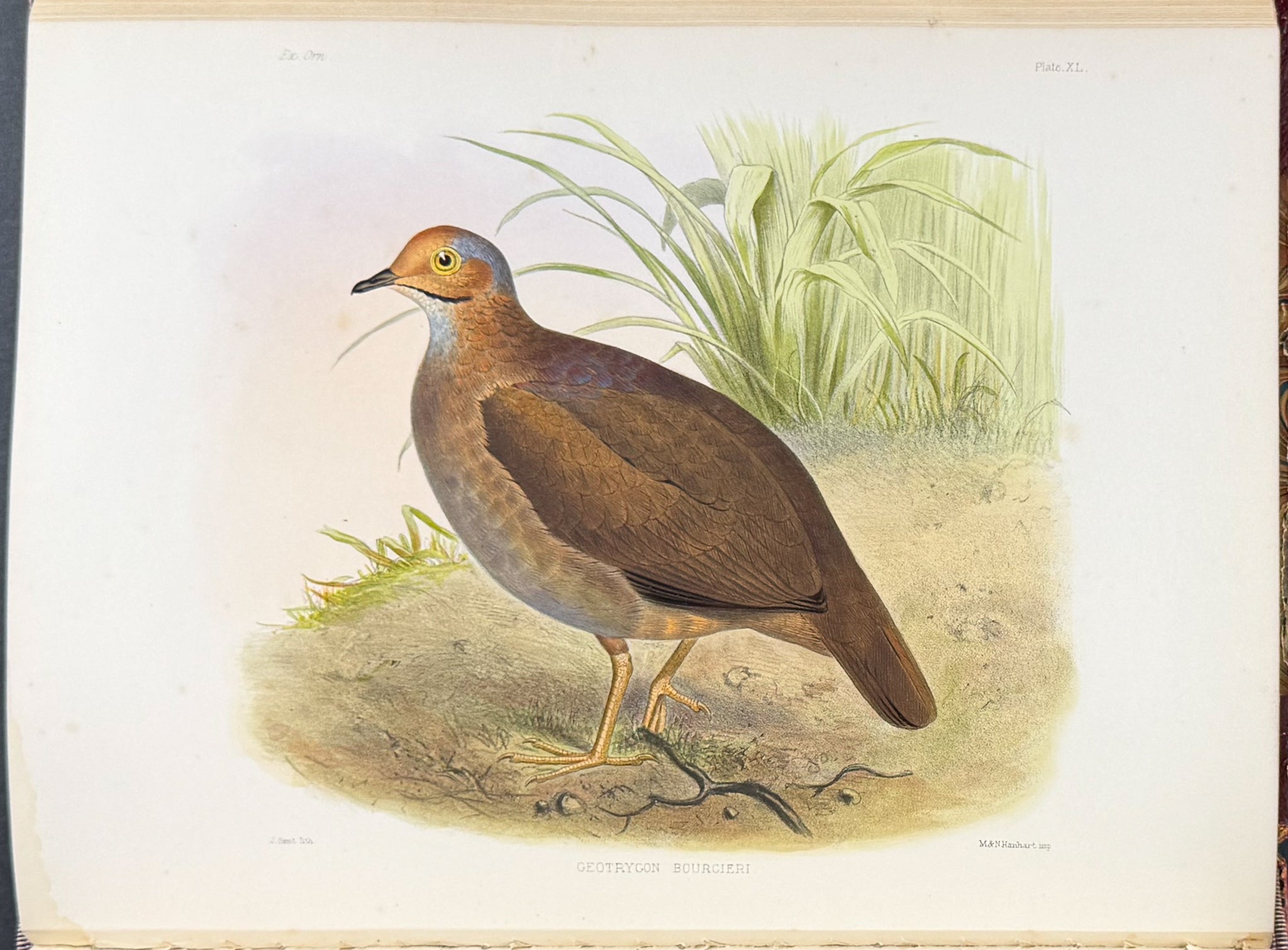 Exotic Ornithology, containing Figures and Descriptions of New or Rare Species of American Birds