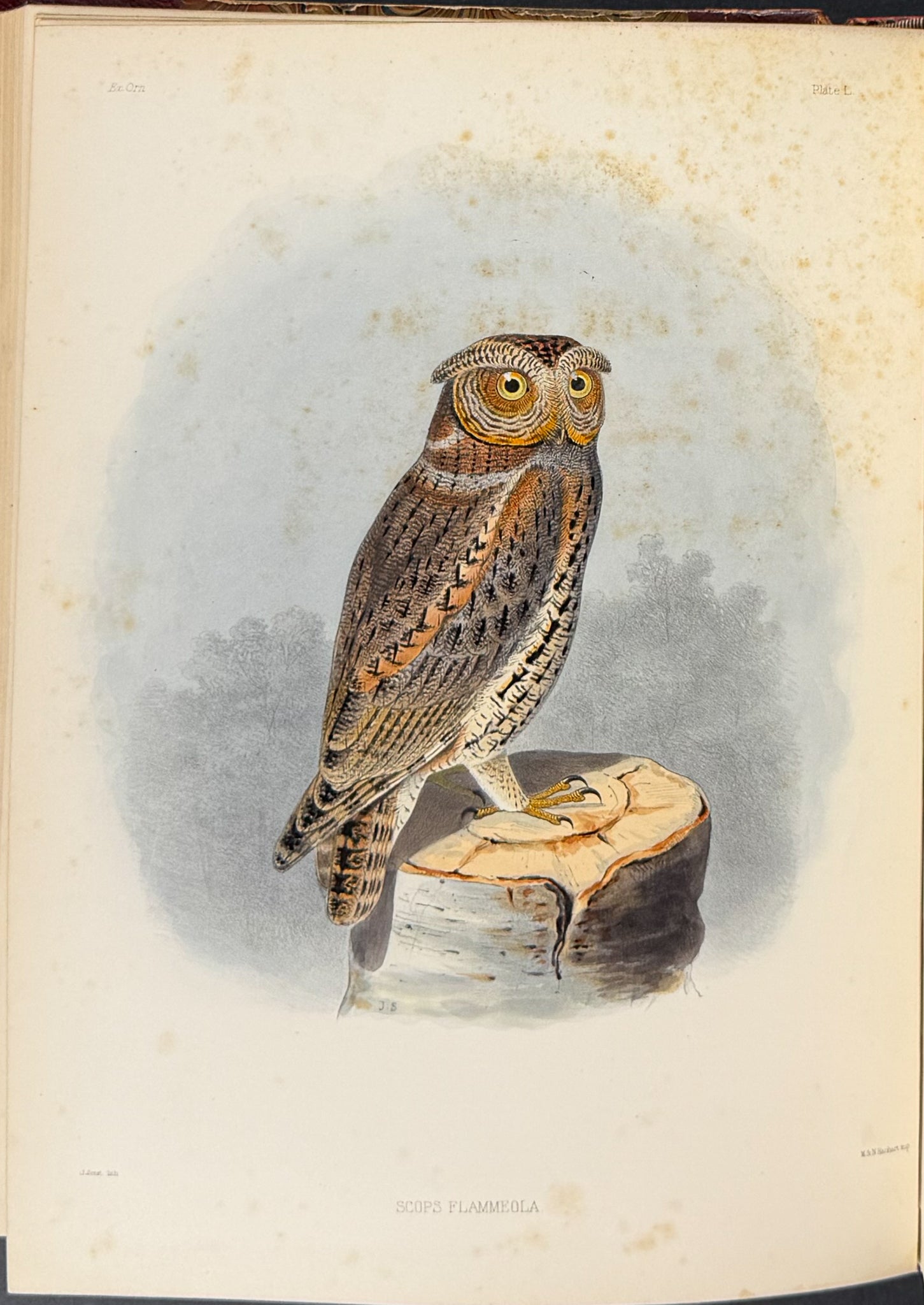 Exotic Ornithology, containing Figures and Descriptions of New or Rare Species of American Birds