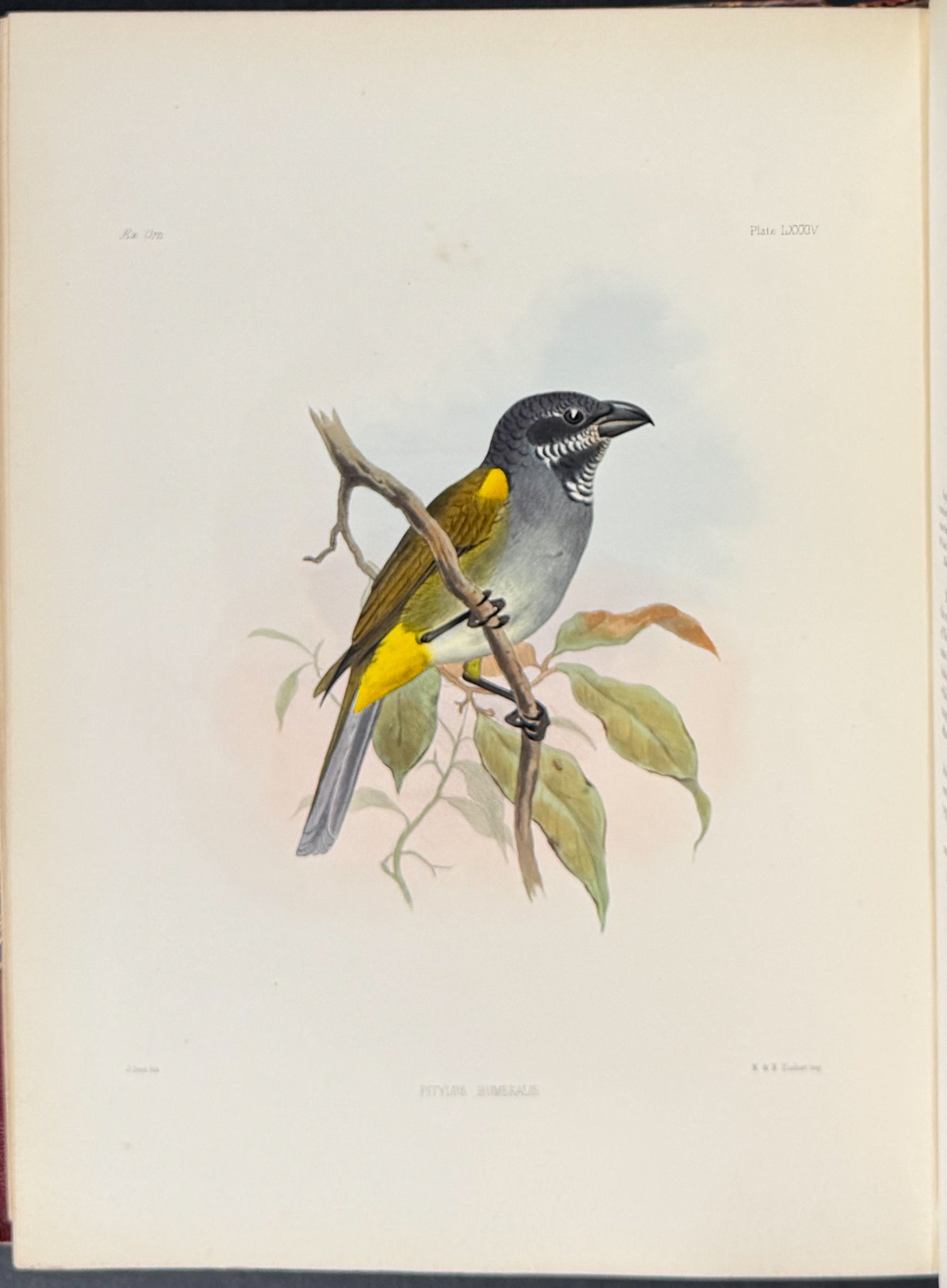 Exotic Ornithology, containing Figures and Descriptions of New or Rare Species of American Birds