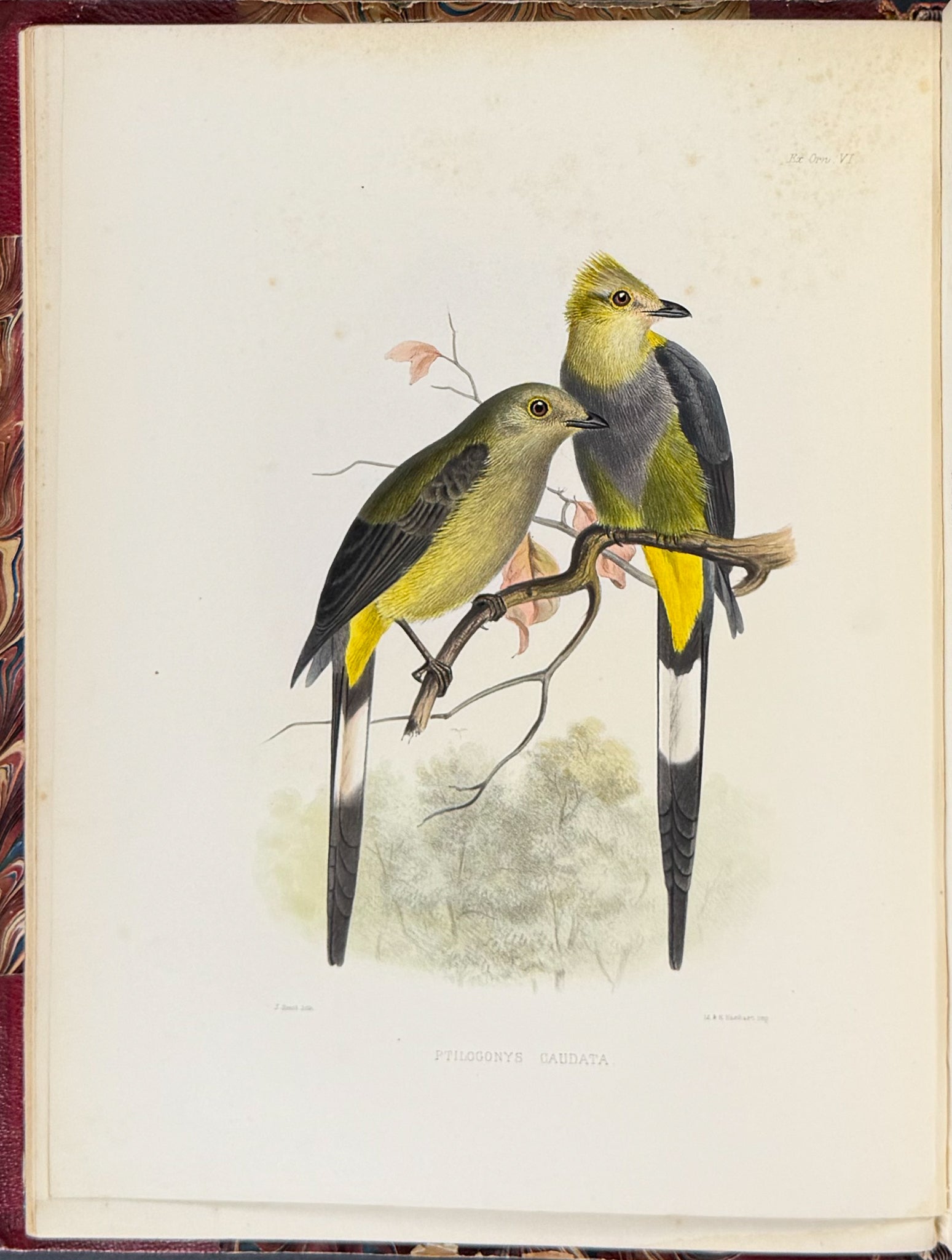 Exotic Ornithology, containing Figures and Descriptions of New or Rare Species of American Birds