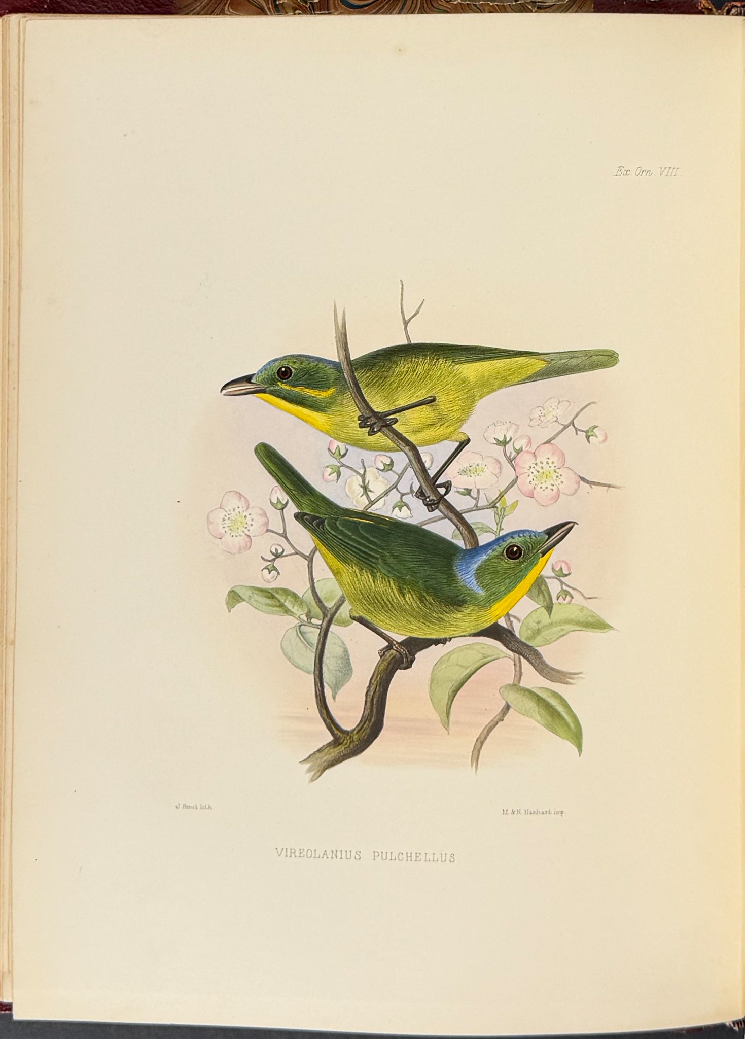 Exotic Ornithology, containing Figures and Descriptions of New or Rare Species of American Birds