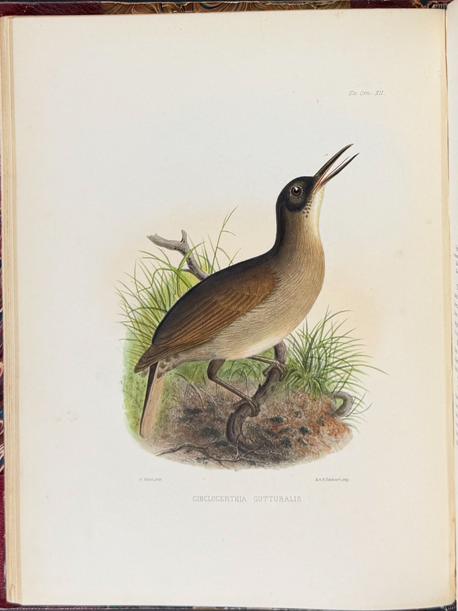 Exotic Ornithology, containing Figures and Descriptions of New or Rare Species of American Birds