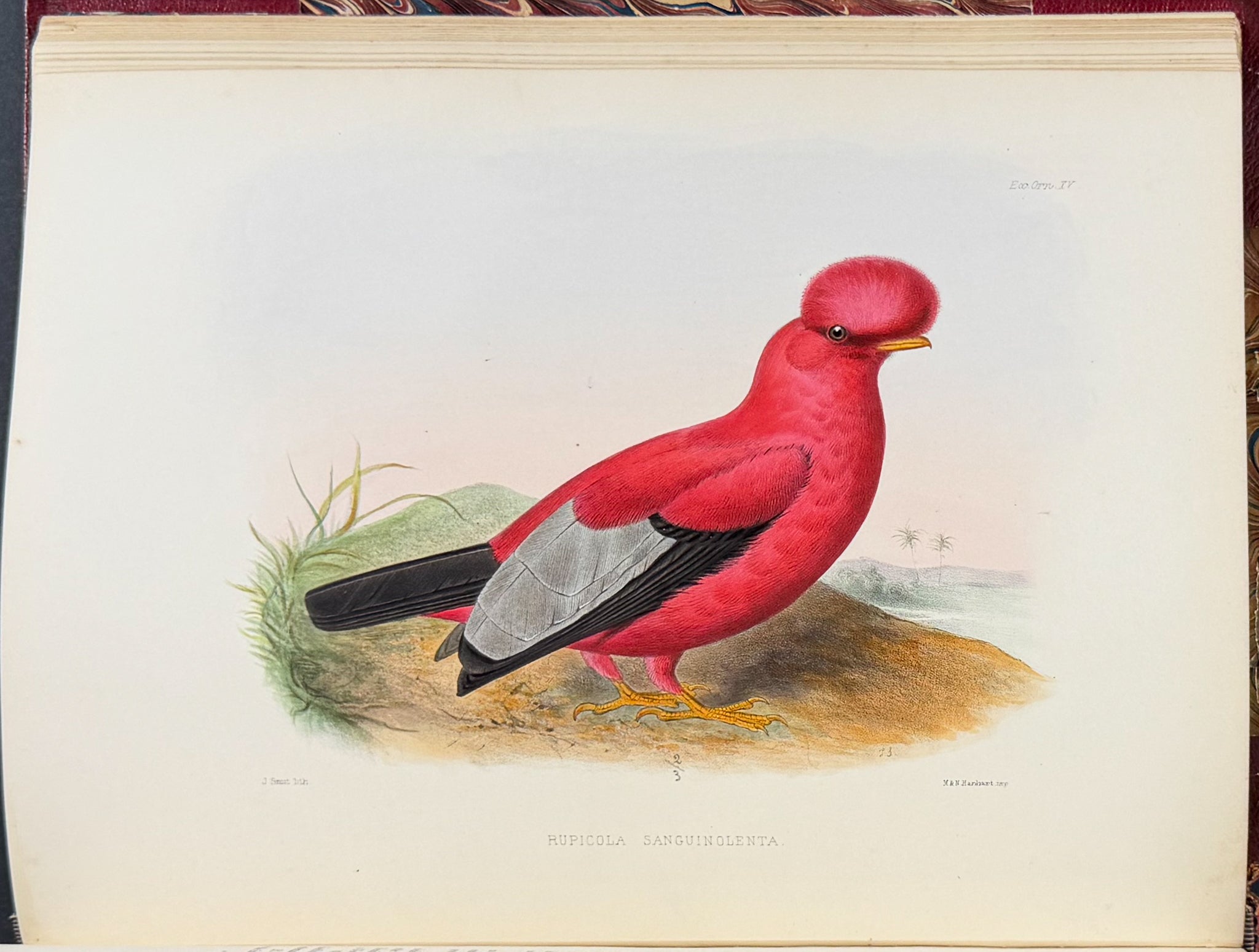Exotic Ornithology, containing Figures and Descriptions of New or Rare Species of American Birds