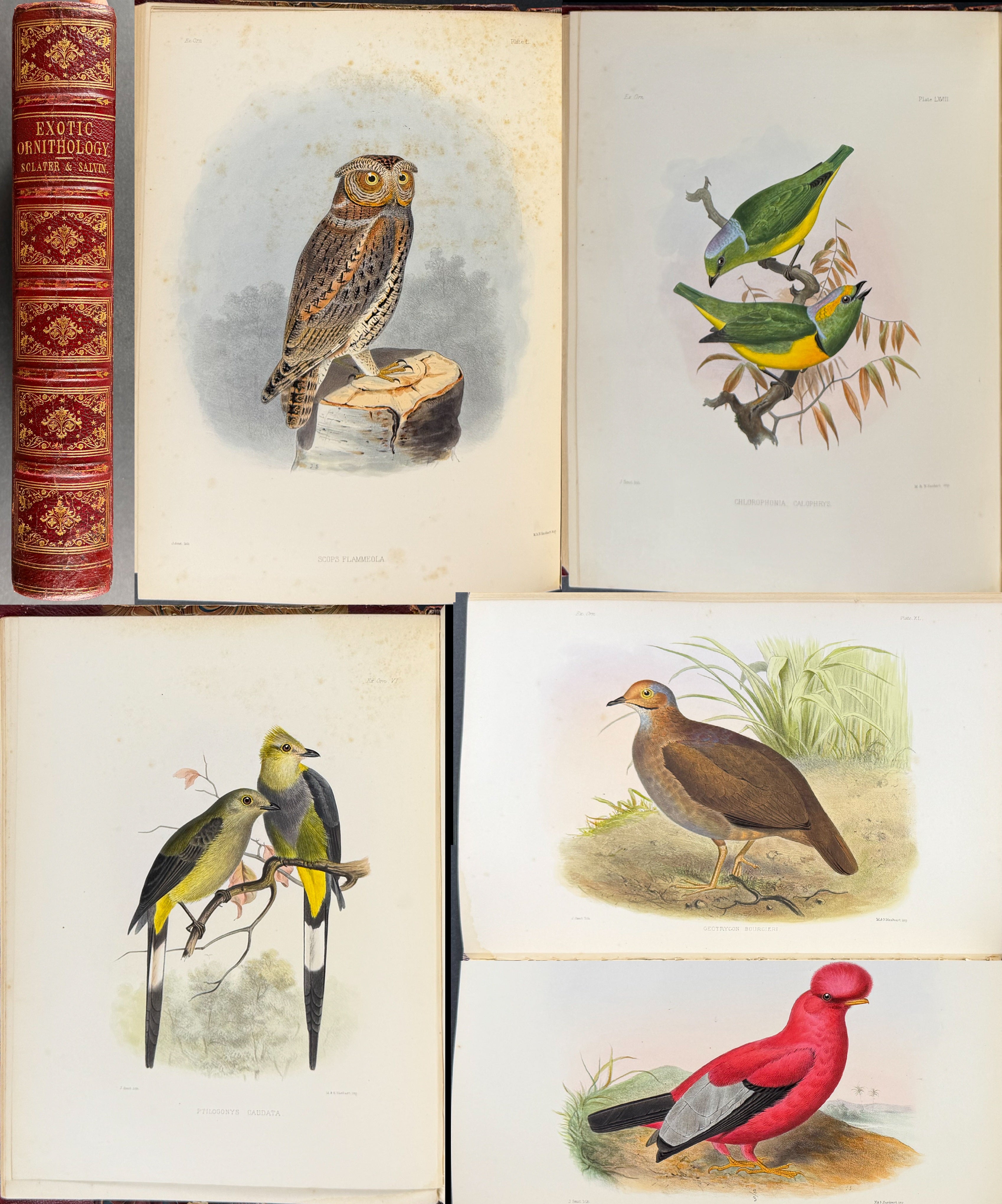 Exotic Ornithology, containing Figures and Descriptions of New or Rare Species of American Birds