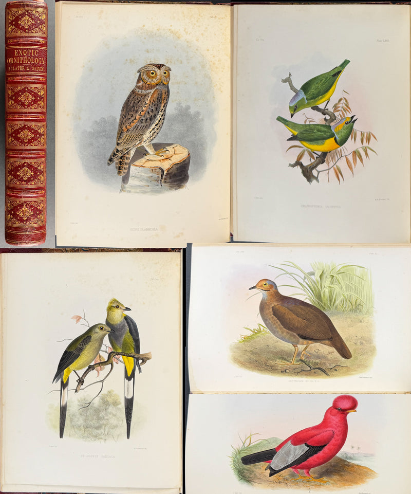 Exotic Ornithology, containing Figures and Descriptions of New or Rare Species of American Birds