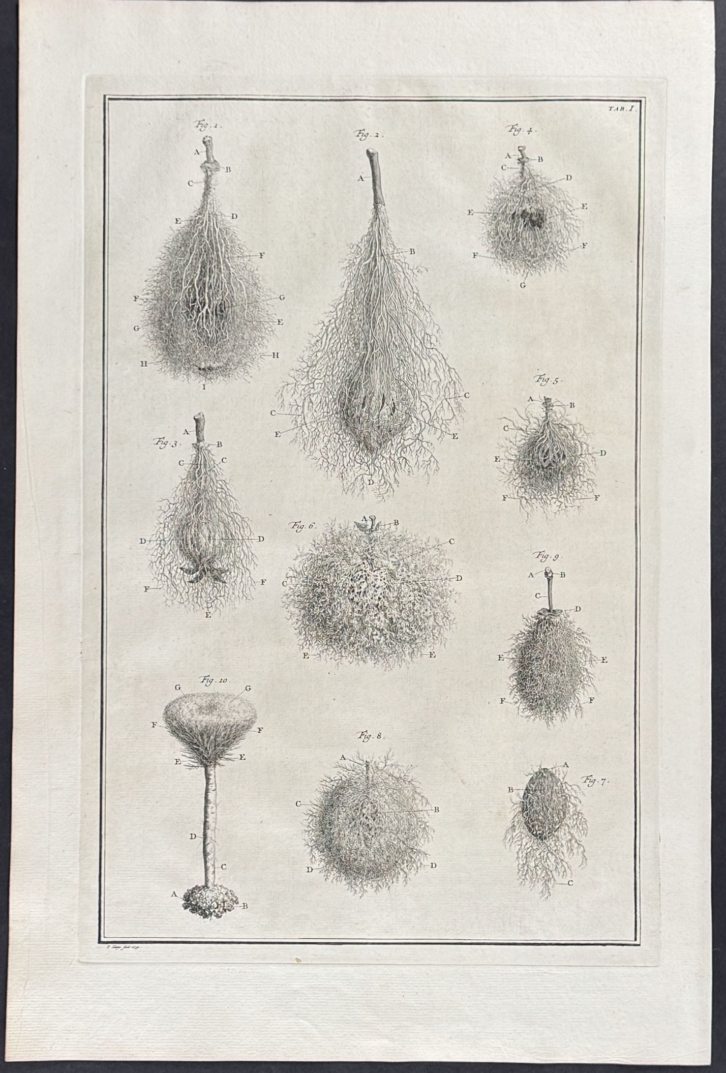 Plant Roots