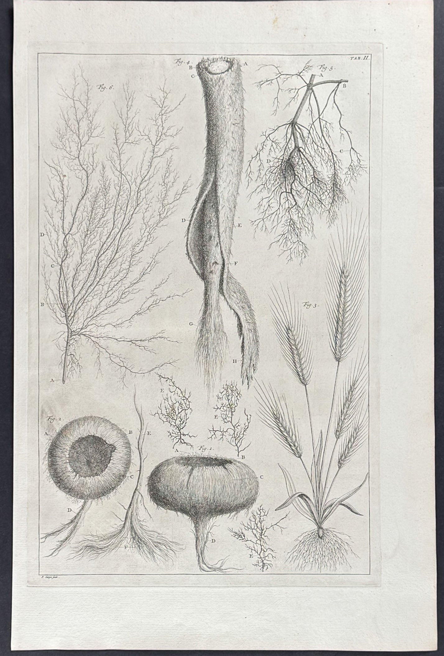 Plant Roots