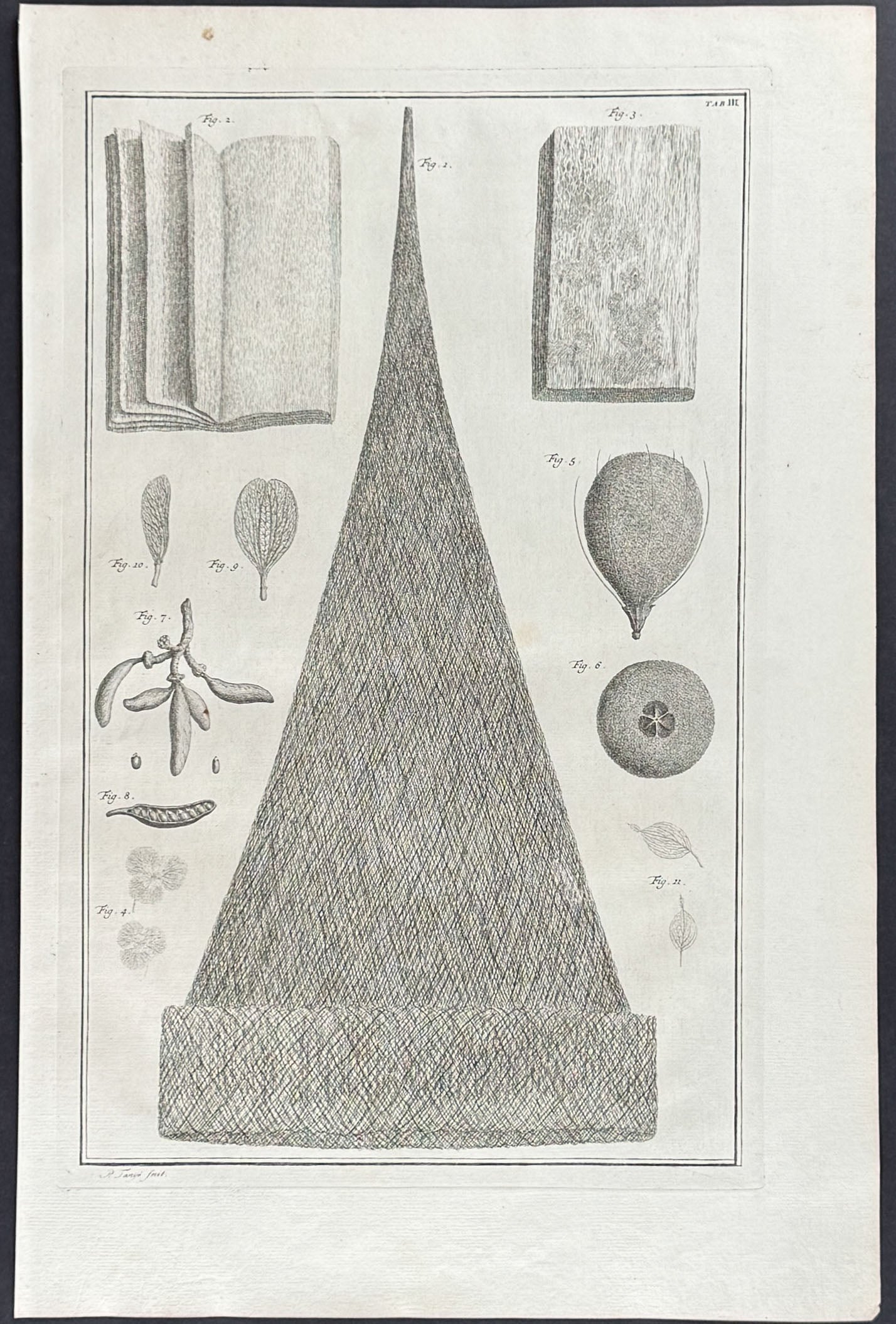 Plant Cross-sections